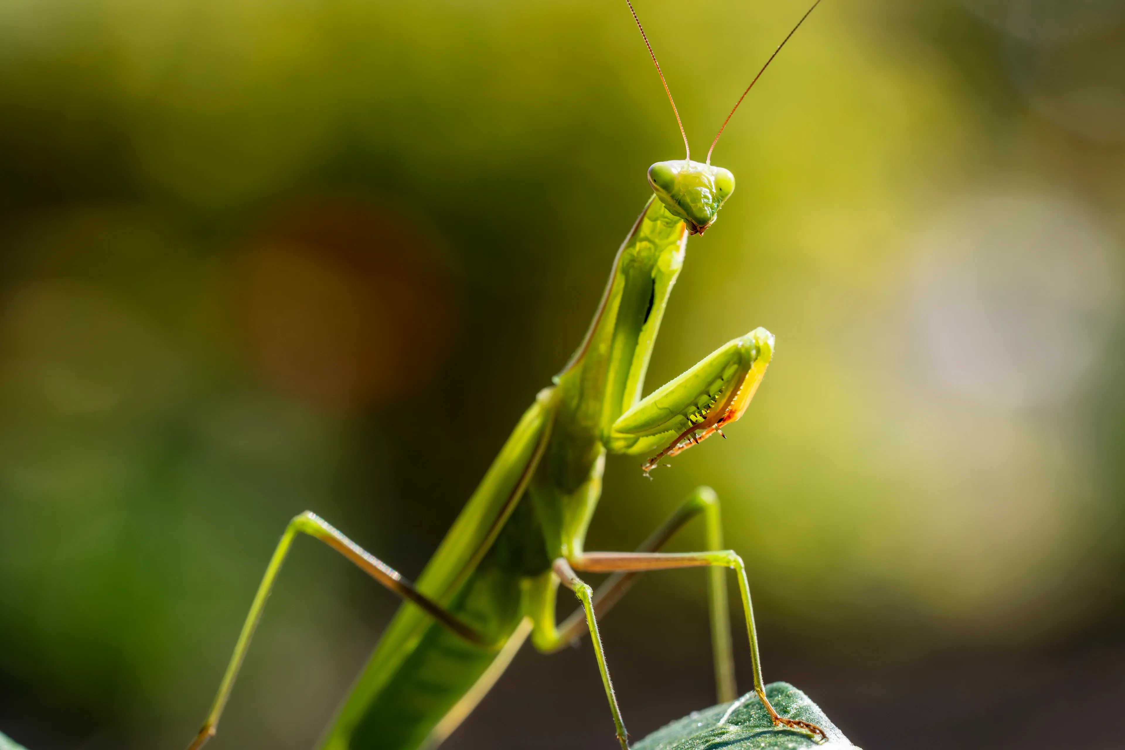 A bright green European mantis stands on a leaf, holding a tiny brown insect in its spiked front legs. Sunlight lights its long body and thin antennae against a blur of green leaves.