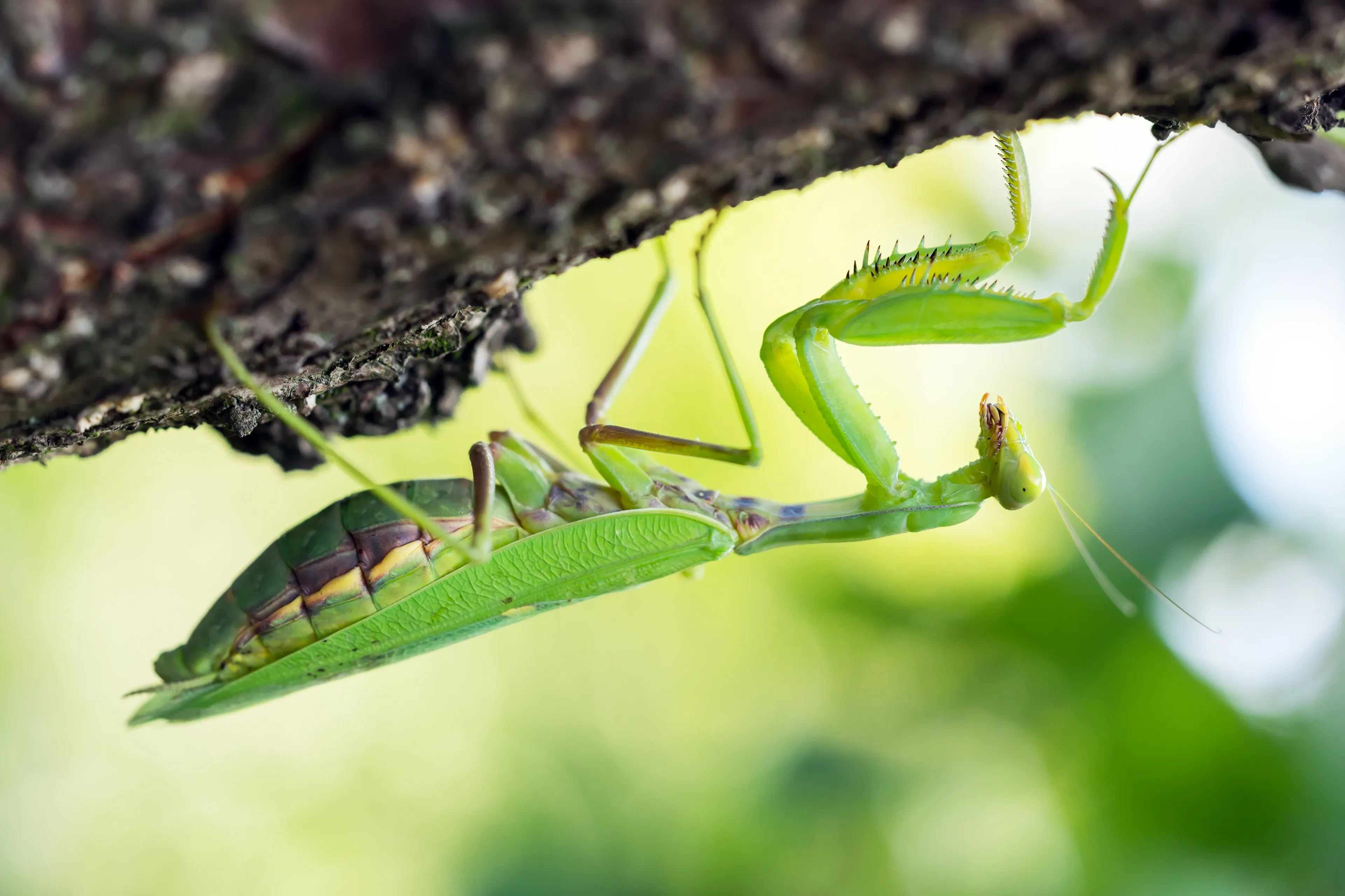 A bright green European mantis hangs upside down from a rough dark-brown branch, with spiky front legs folded by its head. Brown and yellow stripes show on its segmented abdomen beneath the green wings.