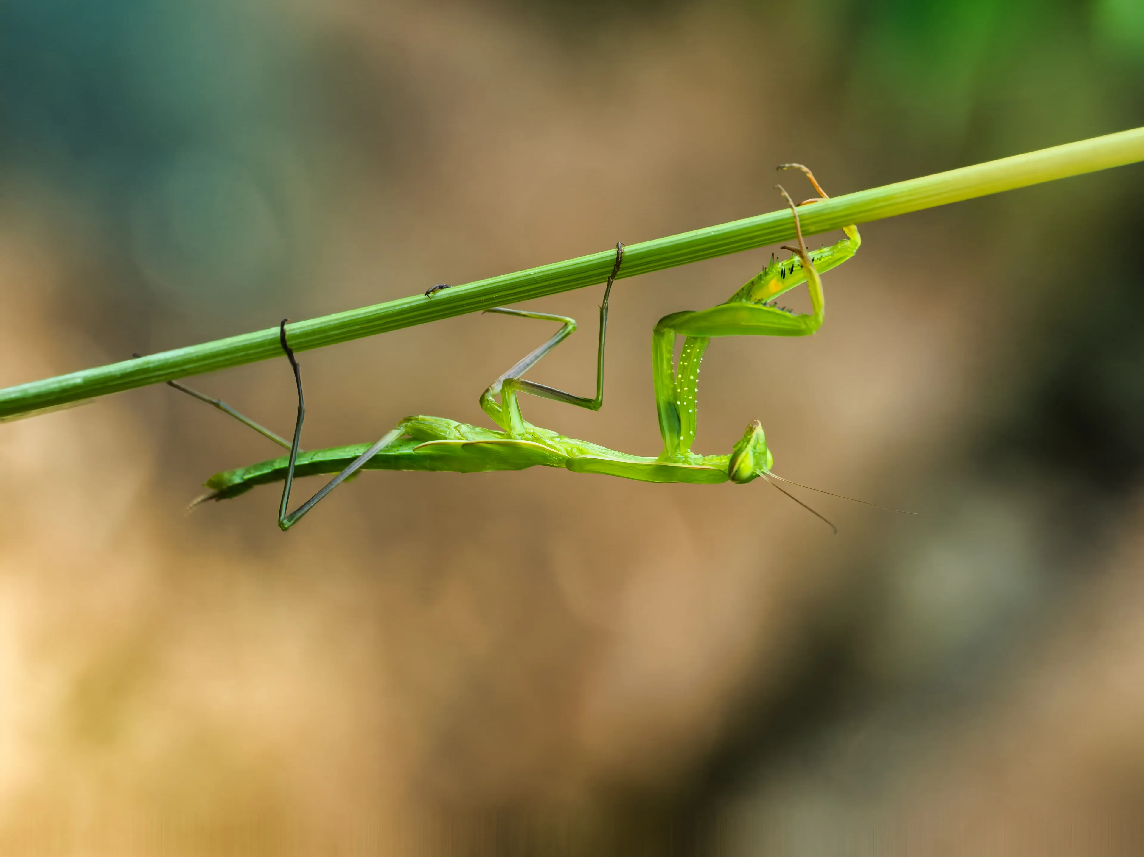 A bright green European mantis hangs upside down from a thin green stem, gripping with long spindly legs. Its front arms are tucked close to its triangular head against a soft tan and green background.