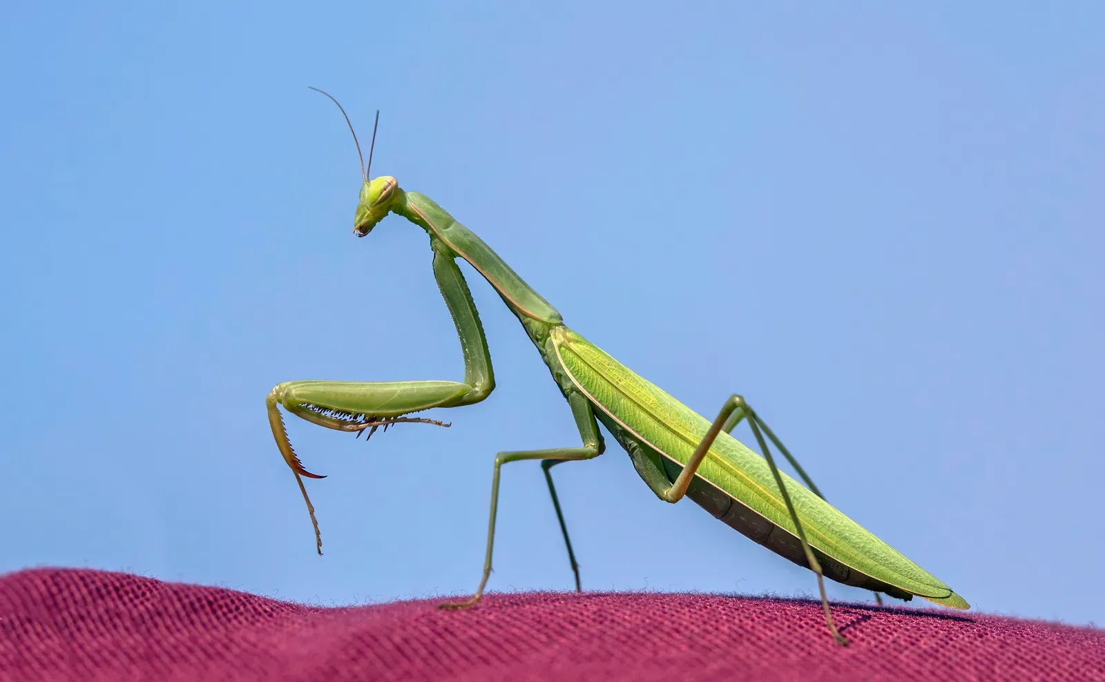 A bright green European mantis standing tall in profile against a blue sky, its folded front legs raised in the classic praying pose.