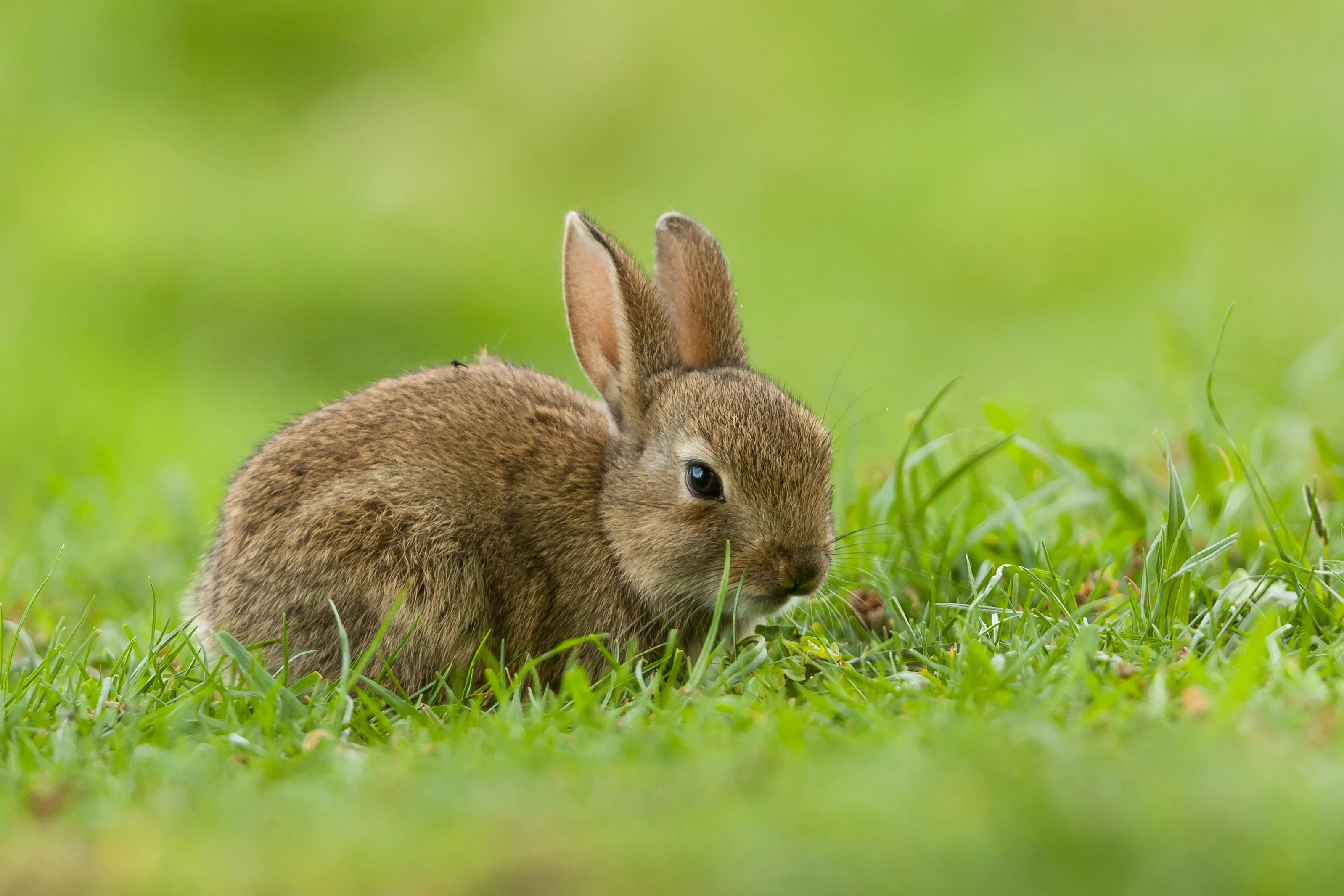 A European rabbit with soft brown and tan fur sits in a bright green field. Its long ears stand straight up as it looks forward with a large dark eye.