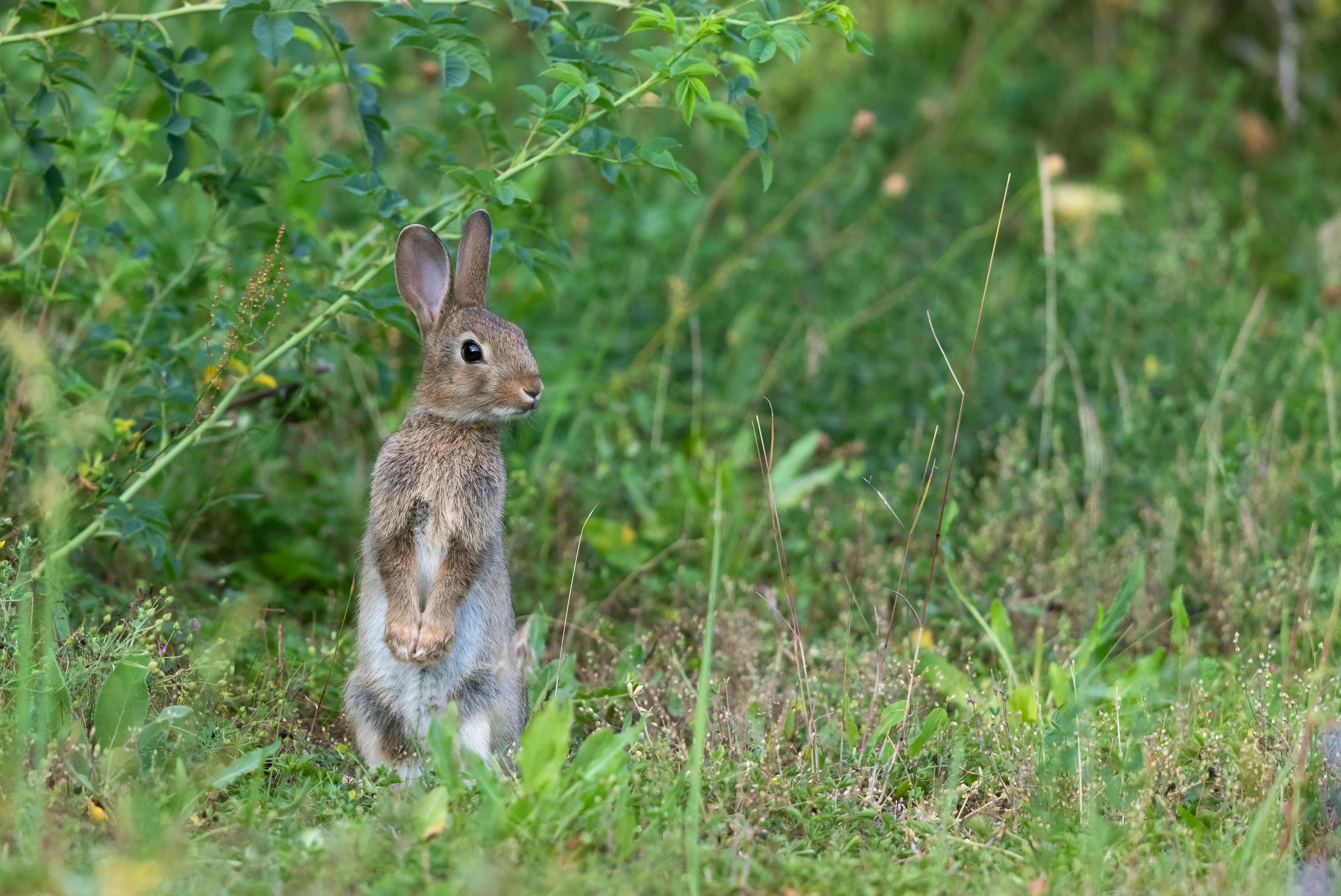 A European rabbit stands alert on its hind legs in a grassy meadow, looking off to the side. Its thick fur is brown and grey with a white belly, and its long upright ears are tilted as if listening.