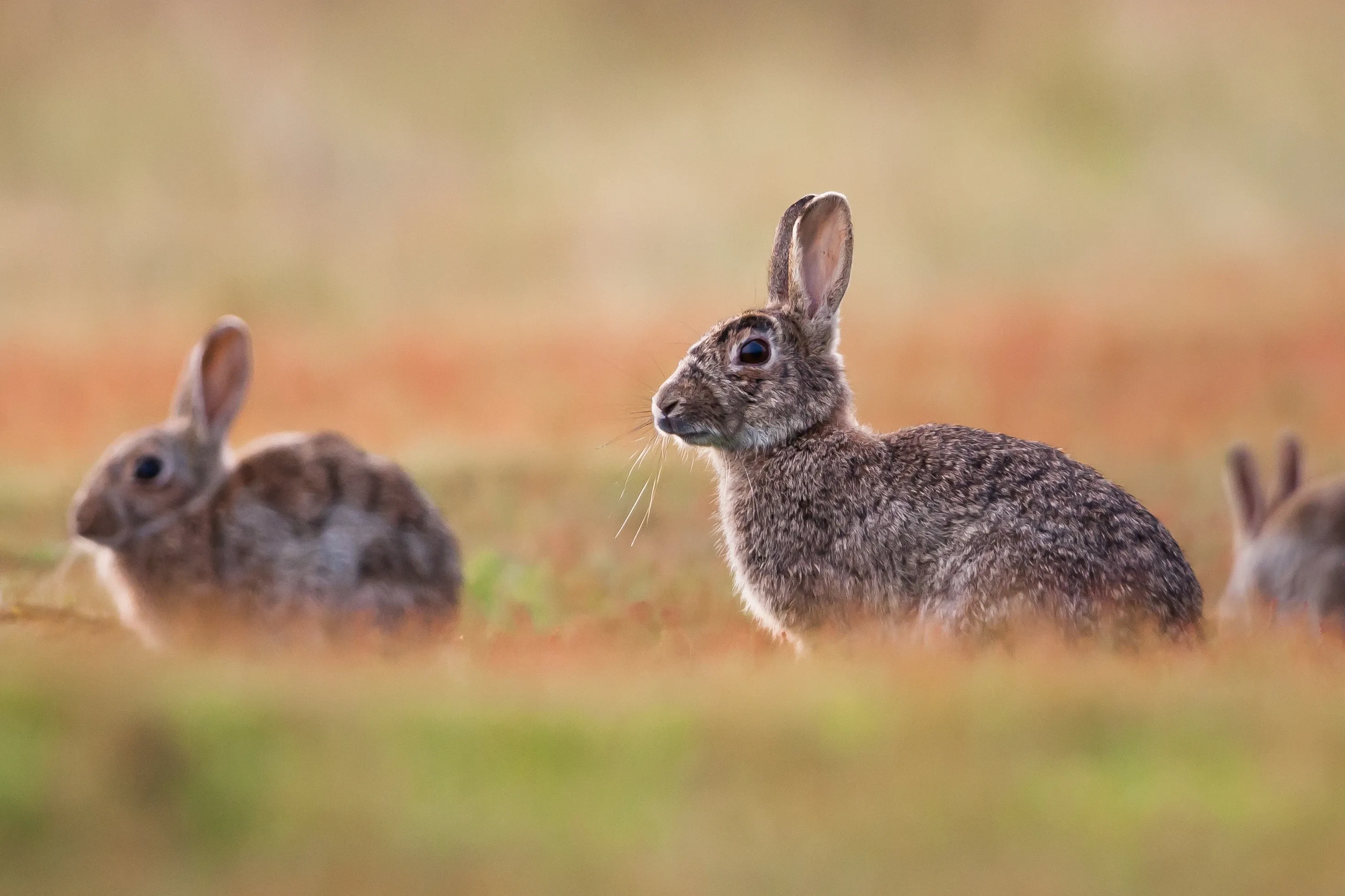 A European rabbit sits alert in a meadow, facing left, with mottled brown and grey fur, long white whiskers, and tall upright ears. Two more rabbits sit nearby in the soft golden light among low green and reddish plants.