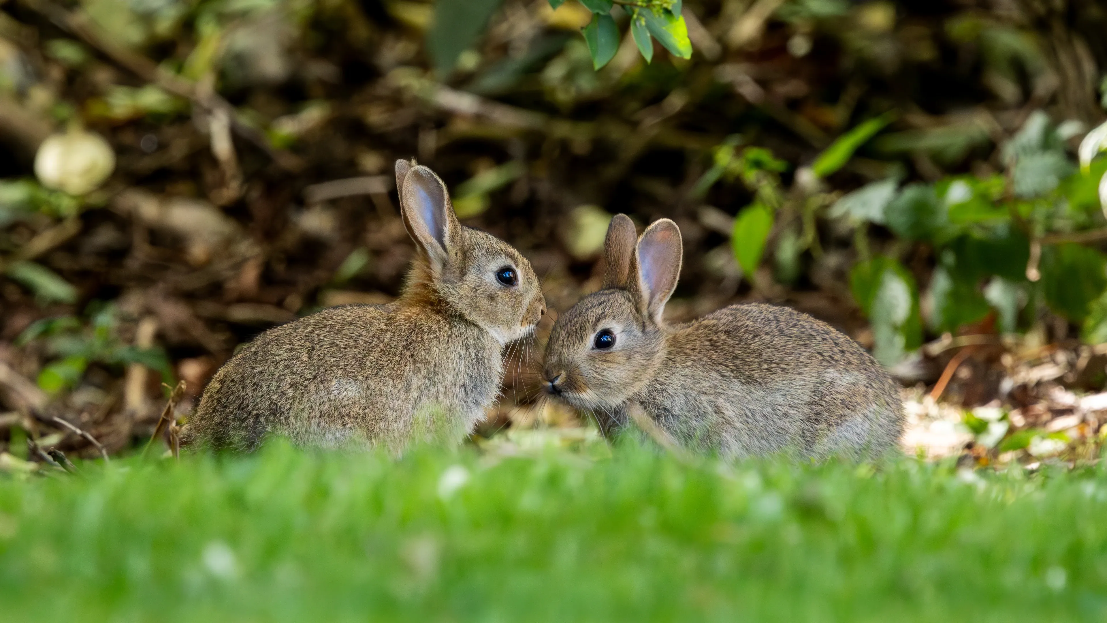 Two young European rabbits sit nose to nose on green grass, as if they are greeting each other. Their fur is a mix of brown, tan, and grey, with long upright ears and a thicket of leaves behind them.