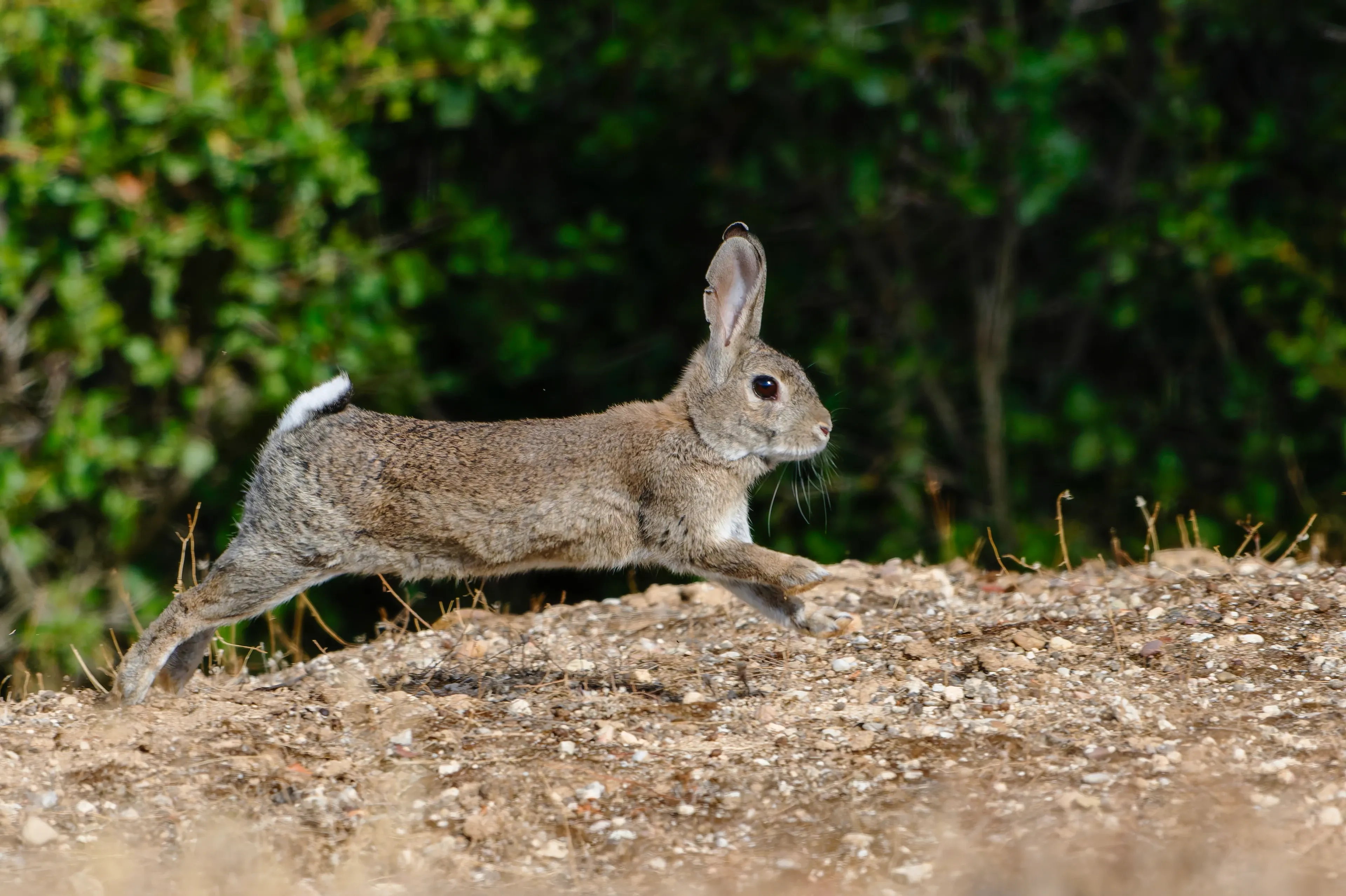 A European rabbit stretches out in mid-leap across a dirt and gravel path, front paws reaching forward and hind legs kicked back. Its mottled brown-and-grey fur shows a small white tail, with dark green bushes behind it.