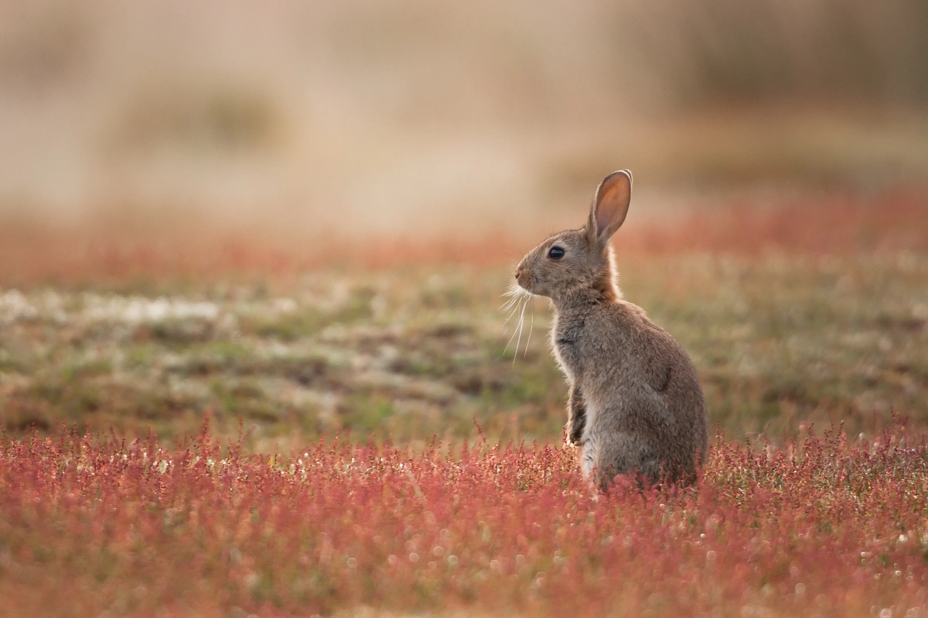 A European rabbit sits upright on its hind legs in a field, long ears held straight up as it looks to the side. Low reddish-pink plants surround it, with green grass and golden-brown earth in the soft background.