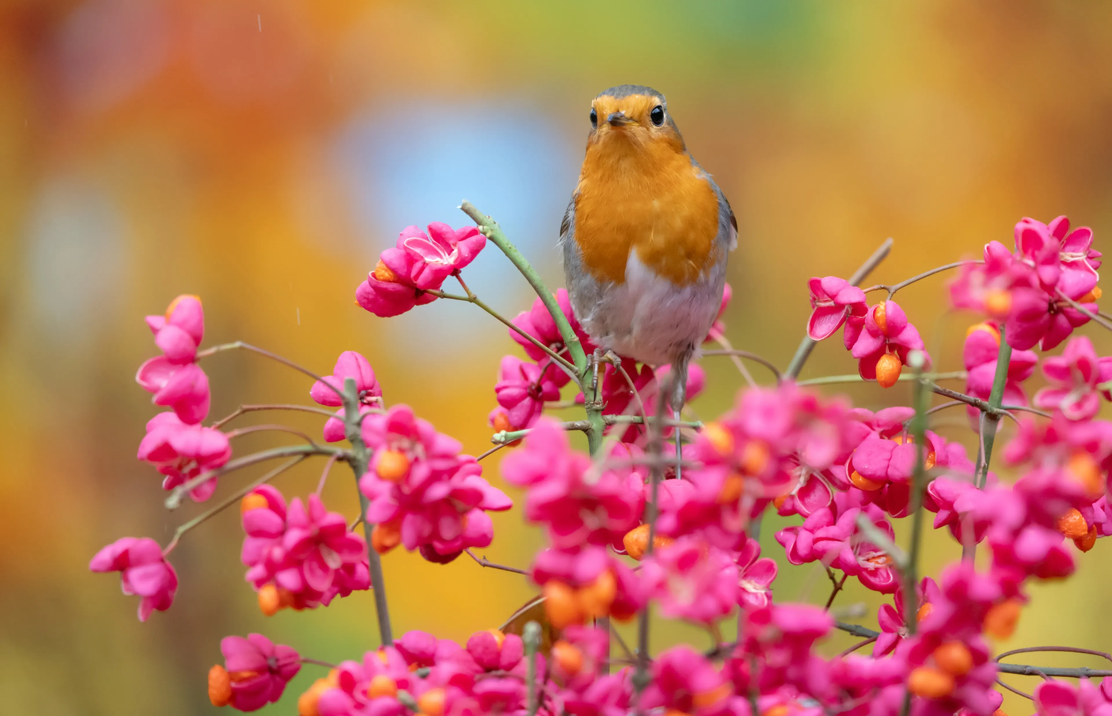 A European robin perches among clusters of bright pink and orange berries. Its face and chest are fluffy orange, with a white belly and smooth grey feathers on its back.