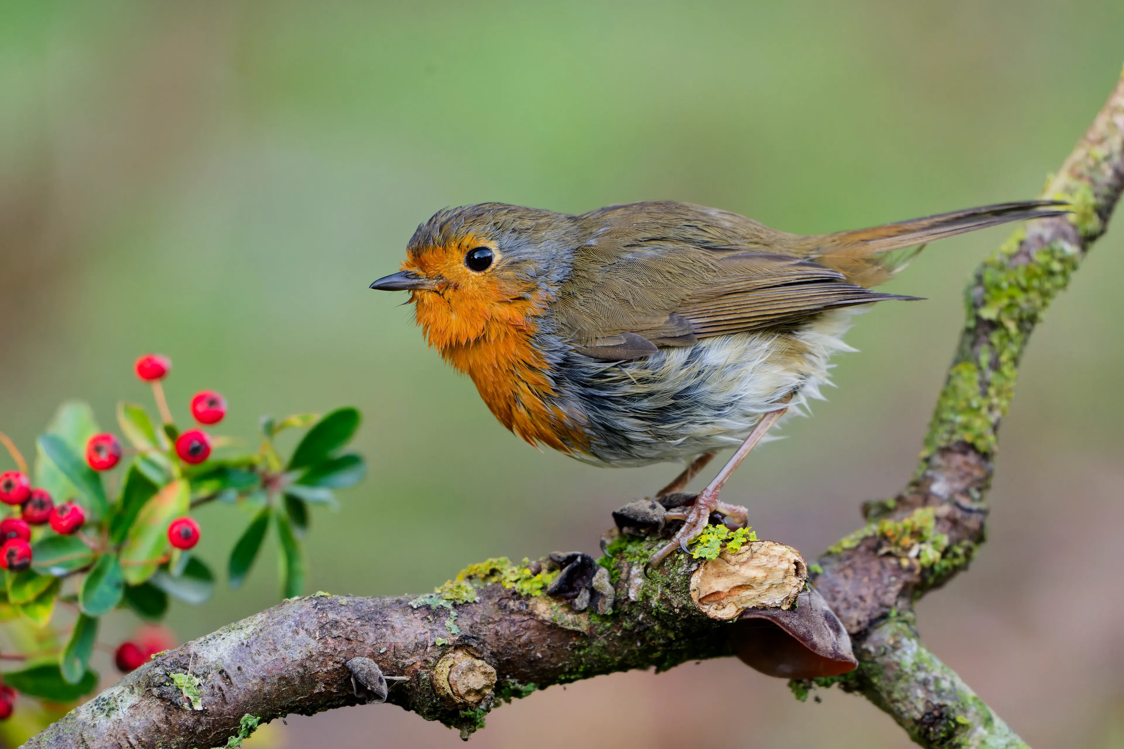 A European robin sits on a gnarled, mossy branch, facing a sprig of bright red berries. Its face and chest are orange-red, with brownish-olive wings and a soft grey-white belly.