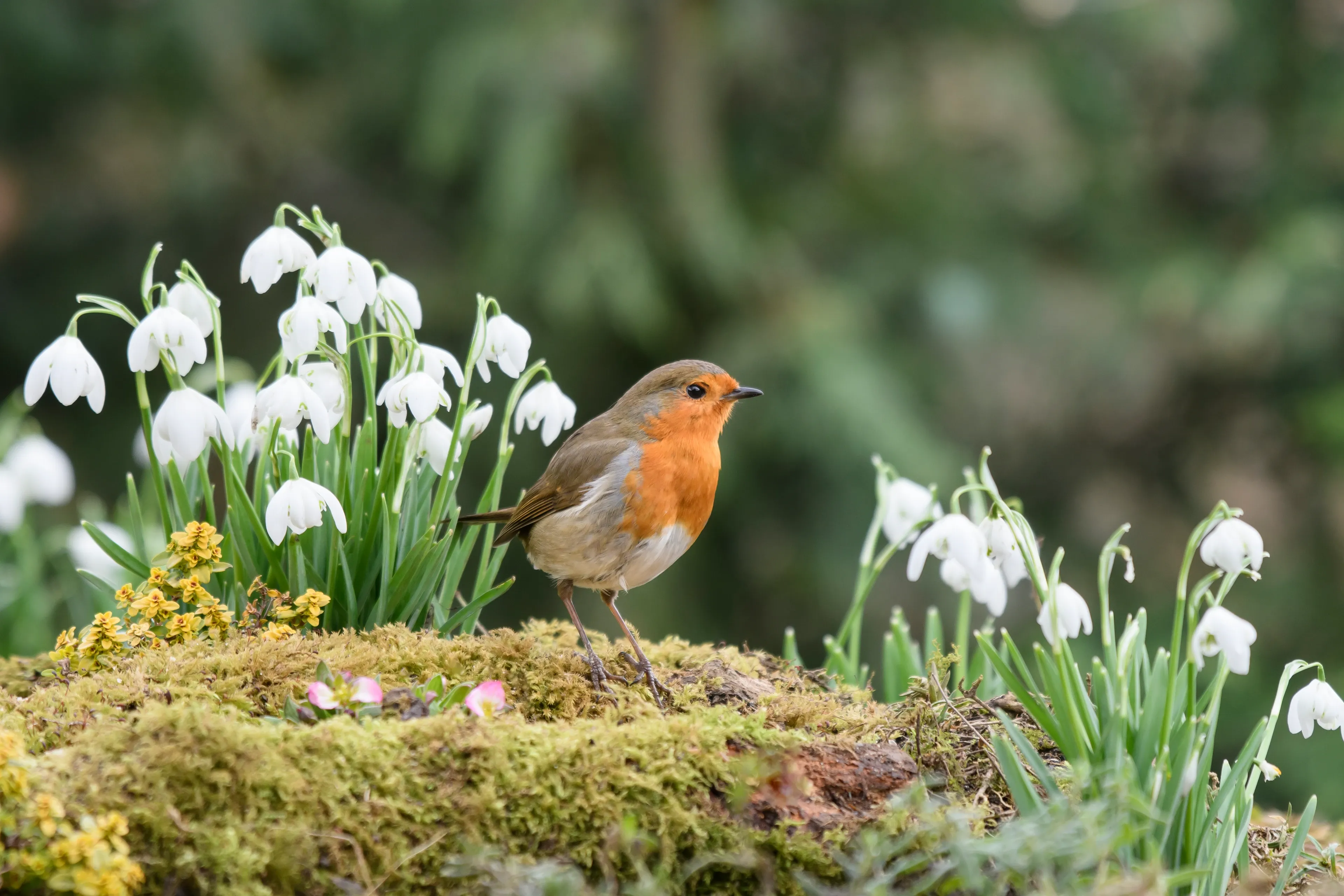 A European robin stands on a mound of bright green moss among drooping white snowdrop flowers. Its face and breast are vivid orange-red, with a white belly and light brown wings.