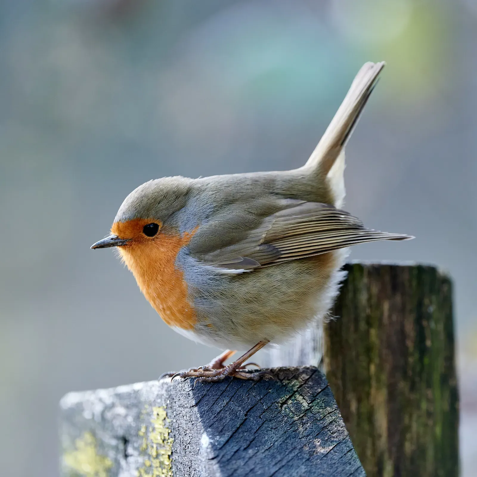 A European robin perched on a weathered wooden post, showing its bright orange-red face and breast, grey sides and brown back.