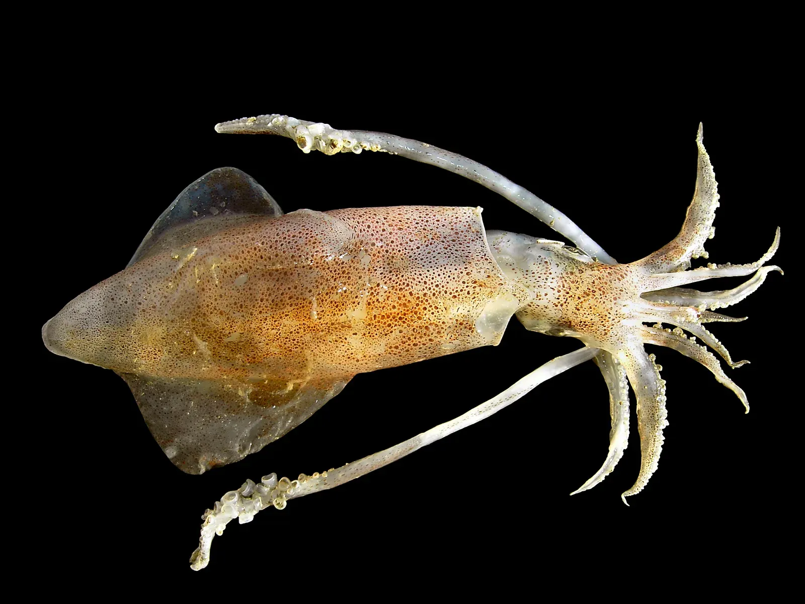 A European squid with a torpedo-shaped, reddish-speckled body, two side fins and a crown of arms and long tentacles, shown against a black background.