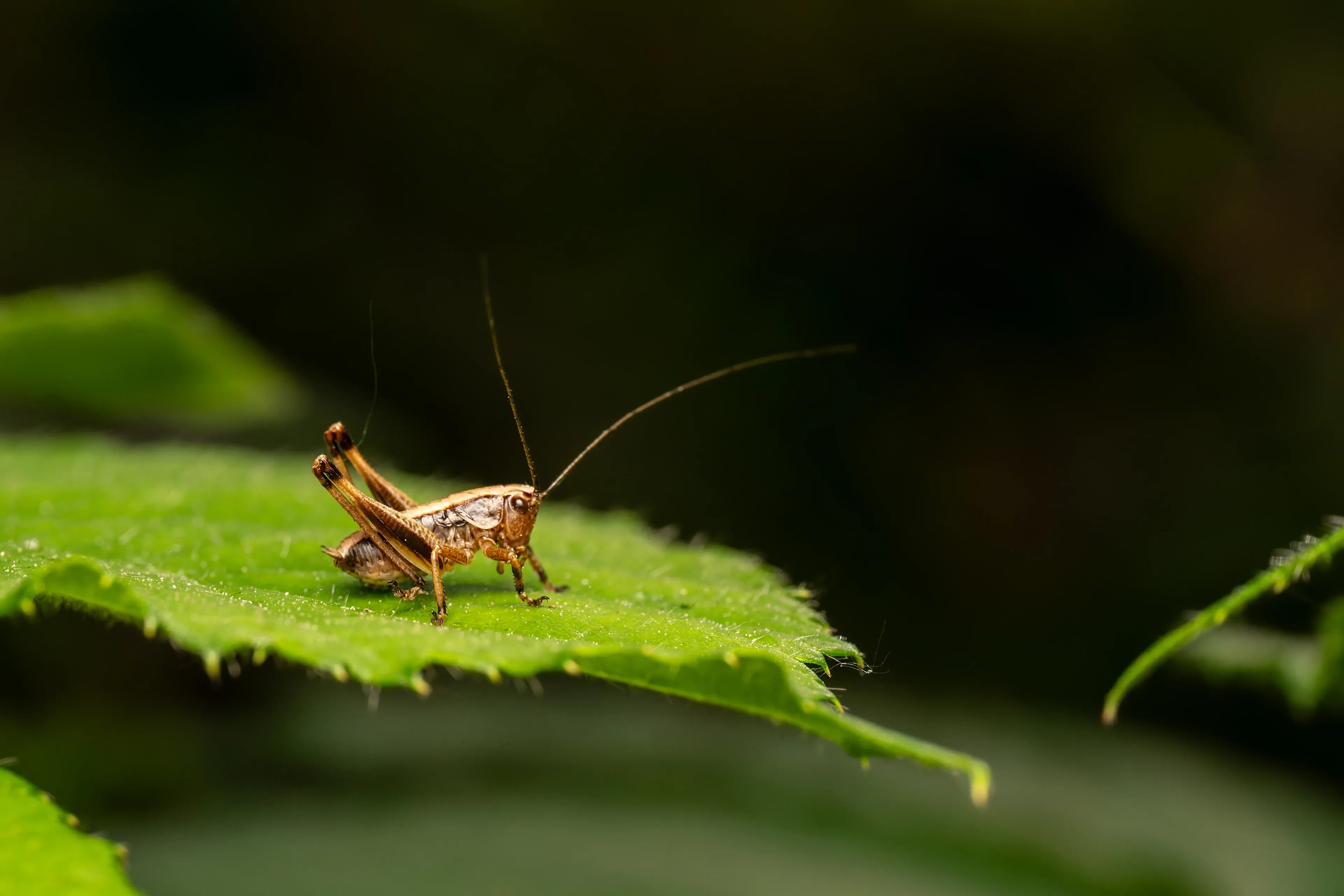 A brown field cricket stands in profile on a bright green, serrated leaf. Its long antennae sweep back over a mottled tan-and-brown body, with powerful hind legs bent ready to hop.