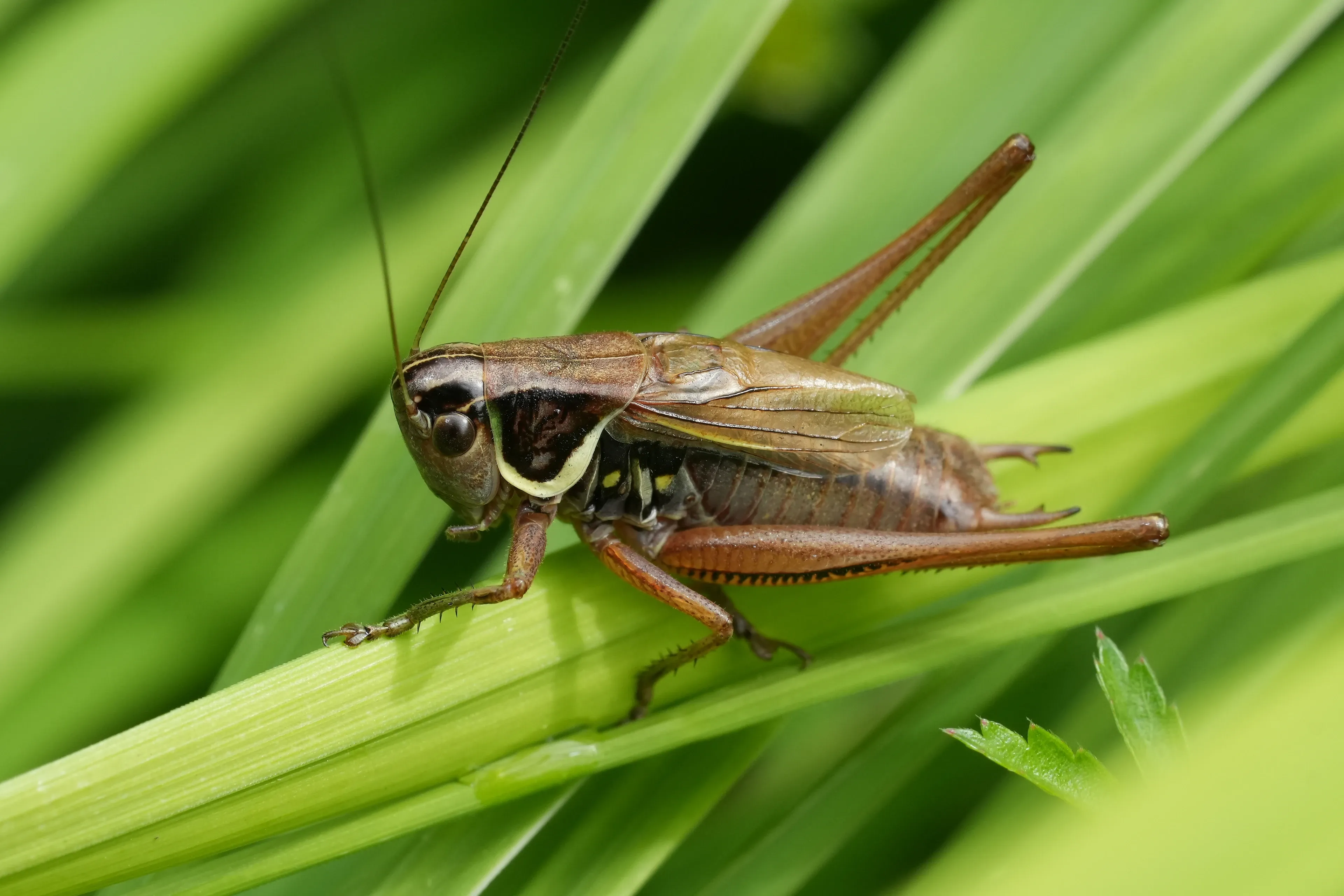 A brown field cricket sits on a bright green blade of grass with its long back legs folded. Thin wiry antennae stick out, and a dark patch with a creamy white border marks its side.