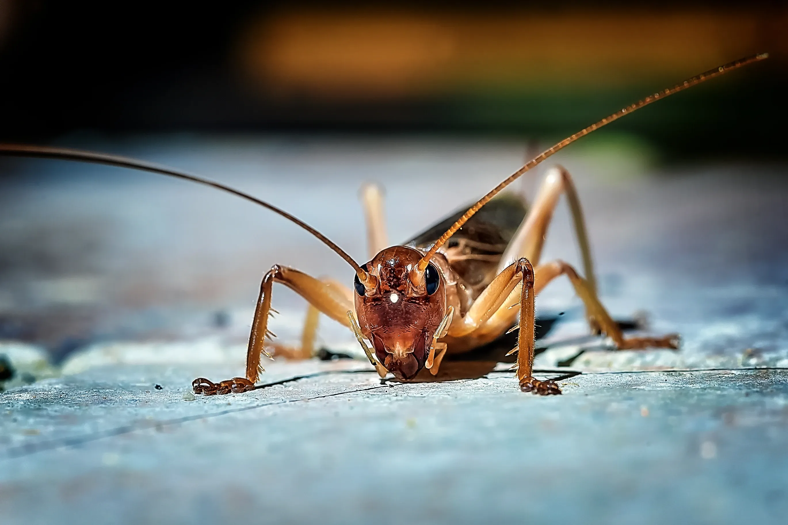 A field cricket faces the viewer on a pale, textured surface, with a shiny reddish-brown face and small black eyes. Two very long, thin antennae curve out to the sides of the frame.