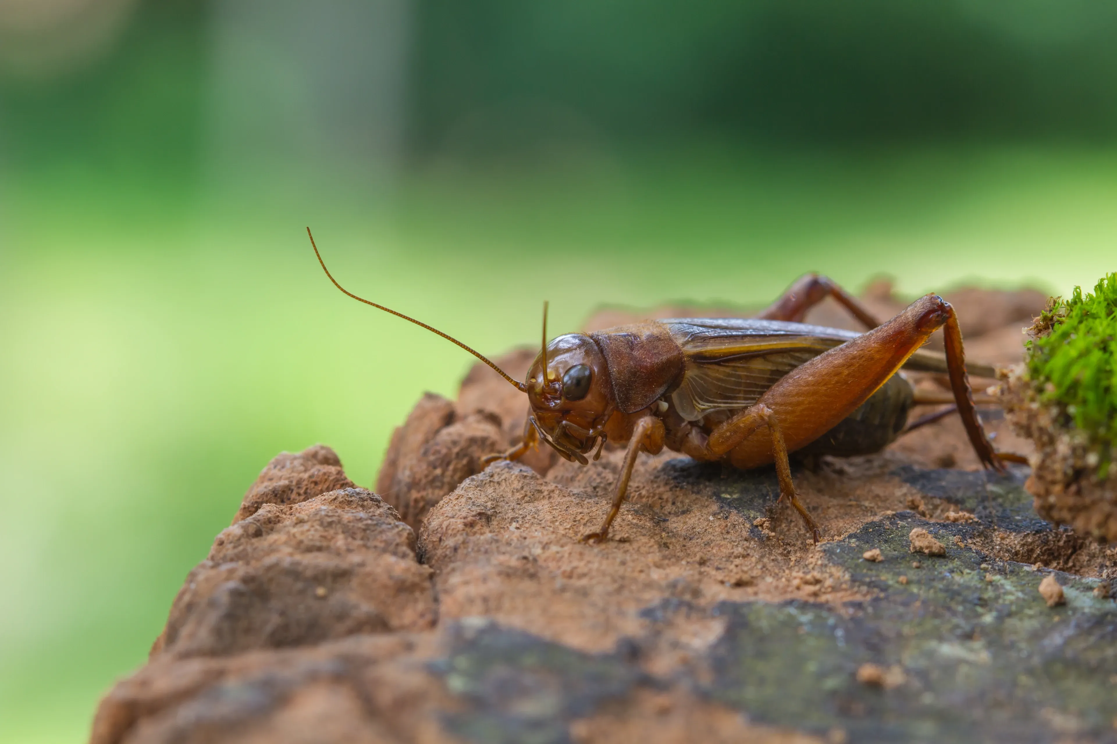 A field cricket stands on crumbly brown wood, facing left, with long thin antennae reaching forward. Its shiny head is dark brown, with tan wings along its back and reddish-brown hind legs.