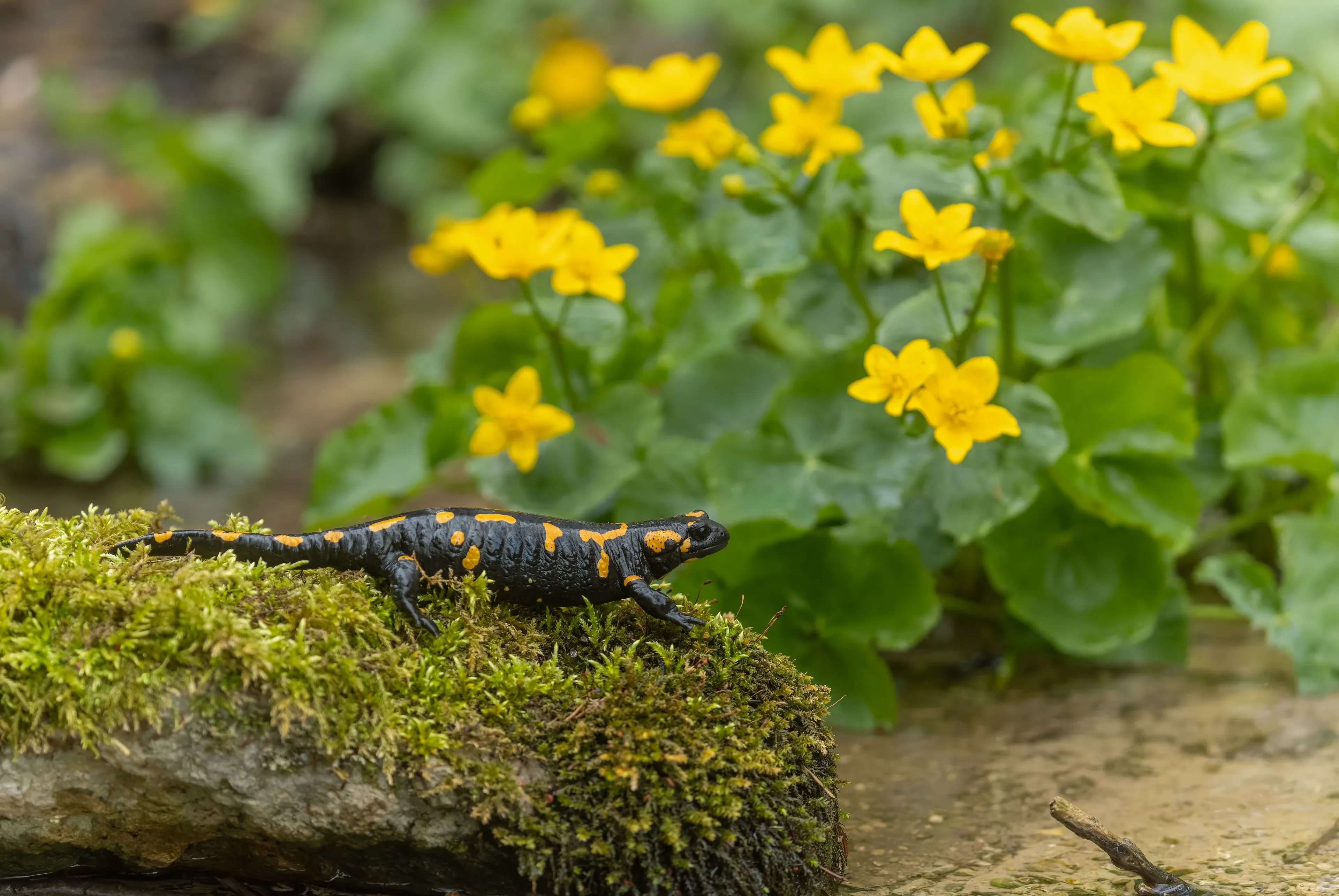 A fire salamander with glossy black skin and bright yellow spots rests on a thick mound of green moss. Sunny yellow flowers and round green leaves grow in the damp forest behind it.