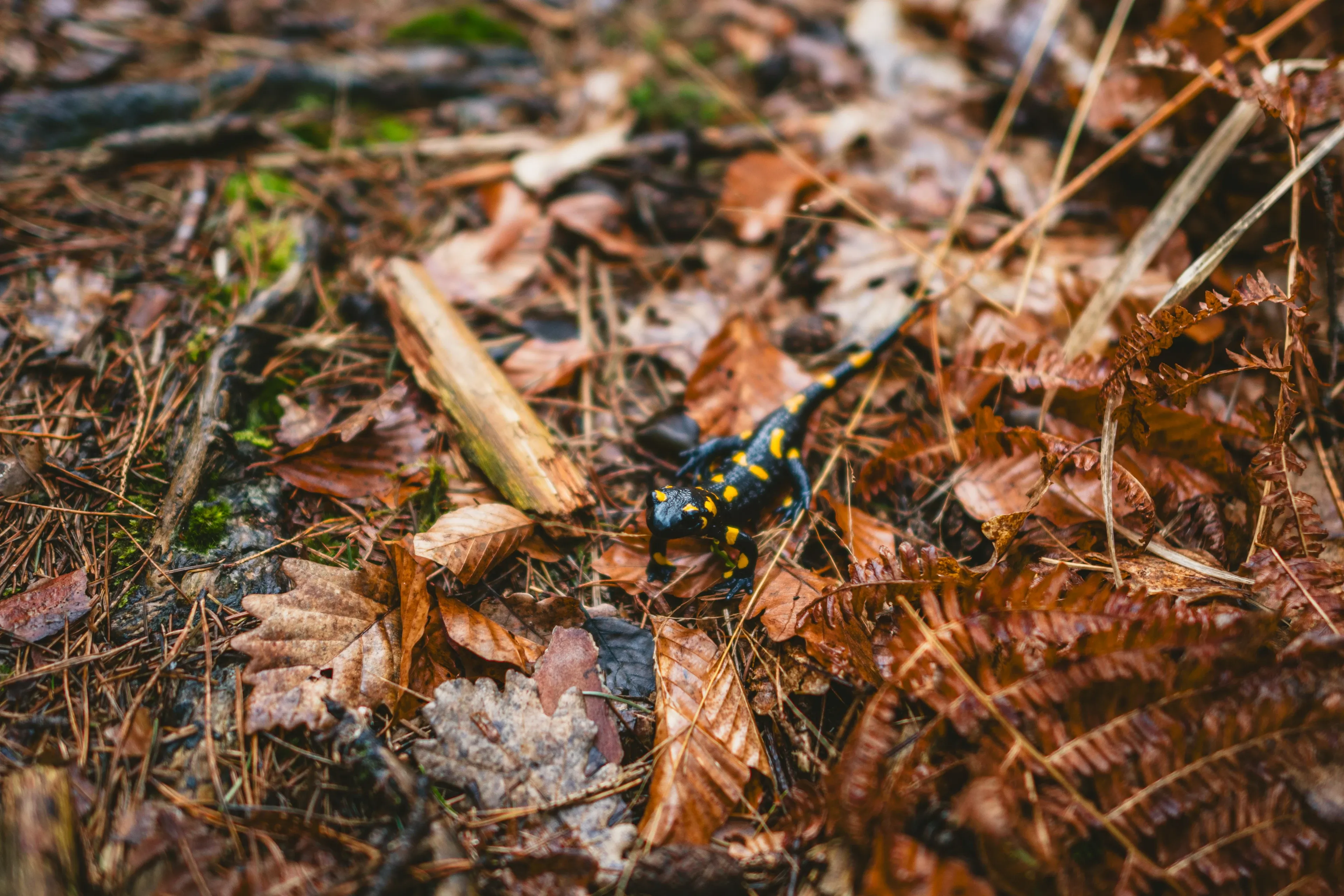 A fire salamander crawls across a forest floor of damp brown leaves and pine needles. Its smooth skin is glossy black with irregular yellow spots along its back and tail.