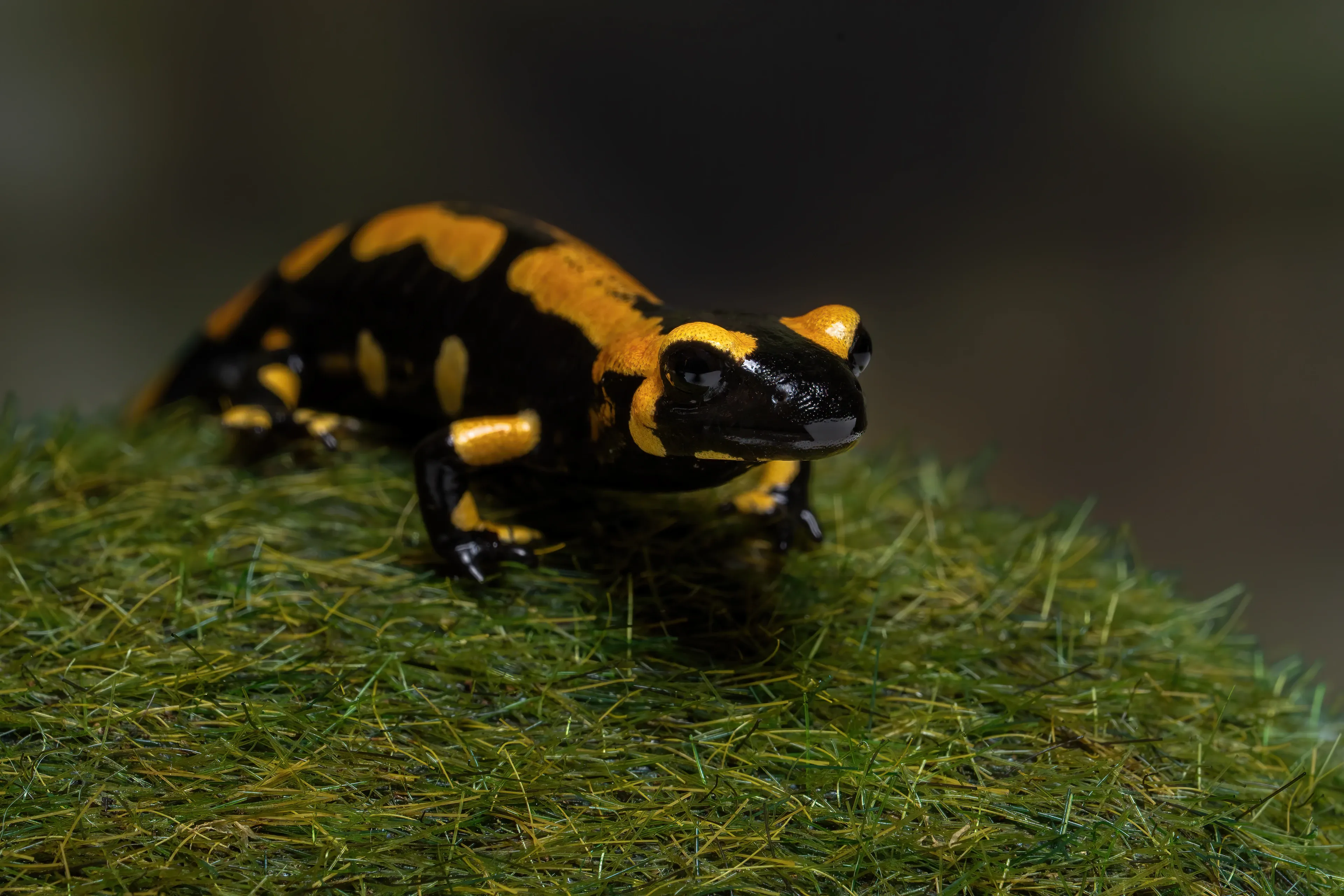 A shiny fire salamander rests on a rounded mound of bright green moss, staring forward with large dark eyes. Bold yellow-orange blotches and stripes cover its jet-black skin.