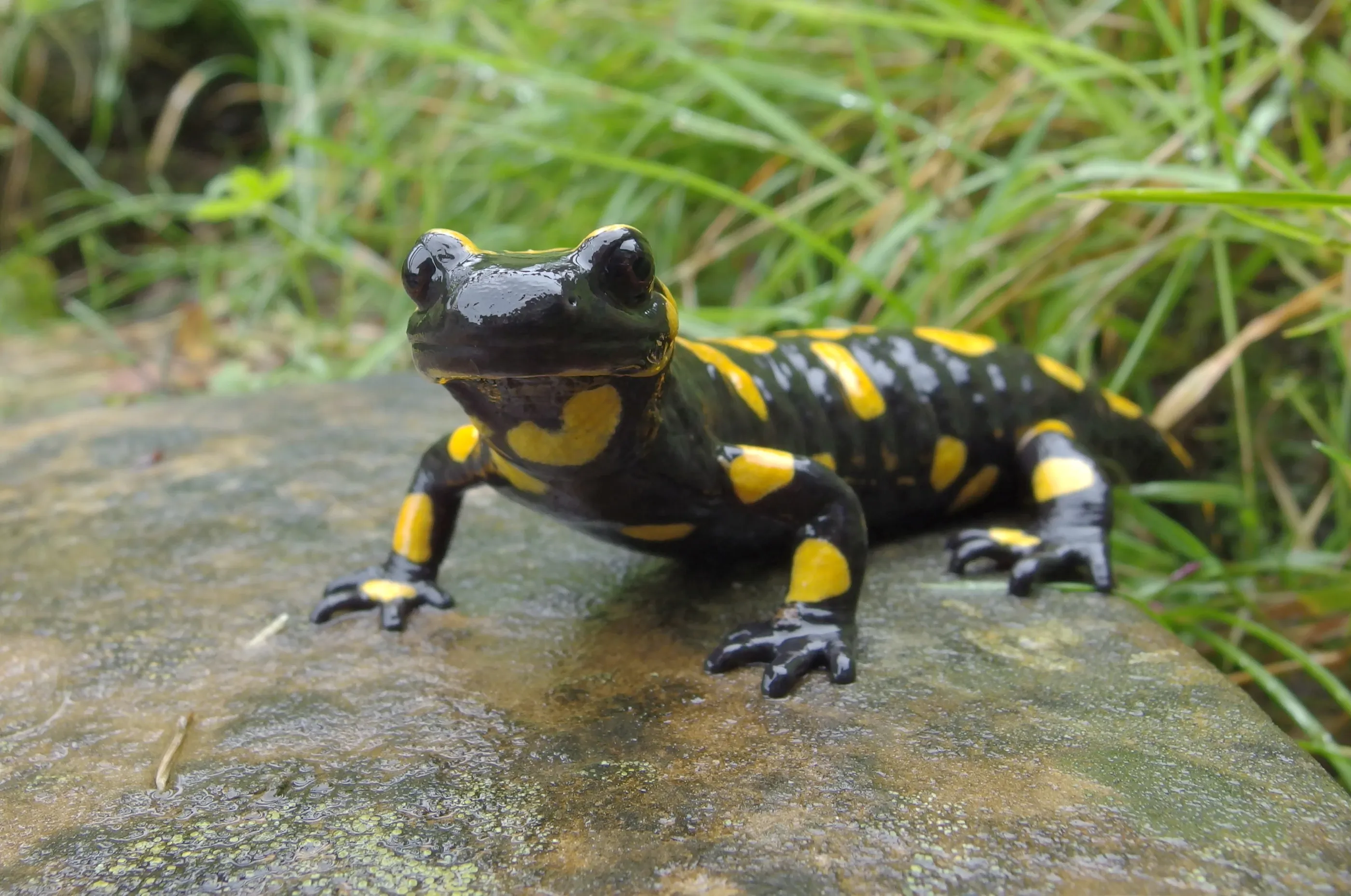 A fire salamander stands on a damp grey rock, facing the viewer with its head held up. Glossy black skin is marked with irregular bright yellow patches on its head, back, legs, and throat.