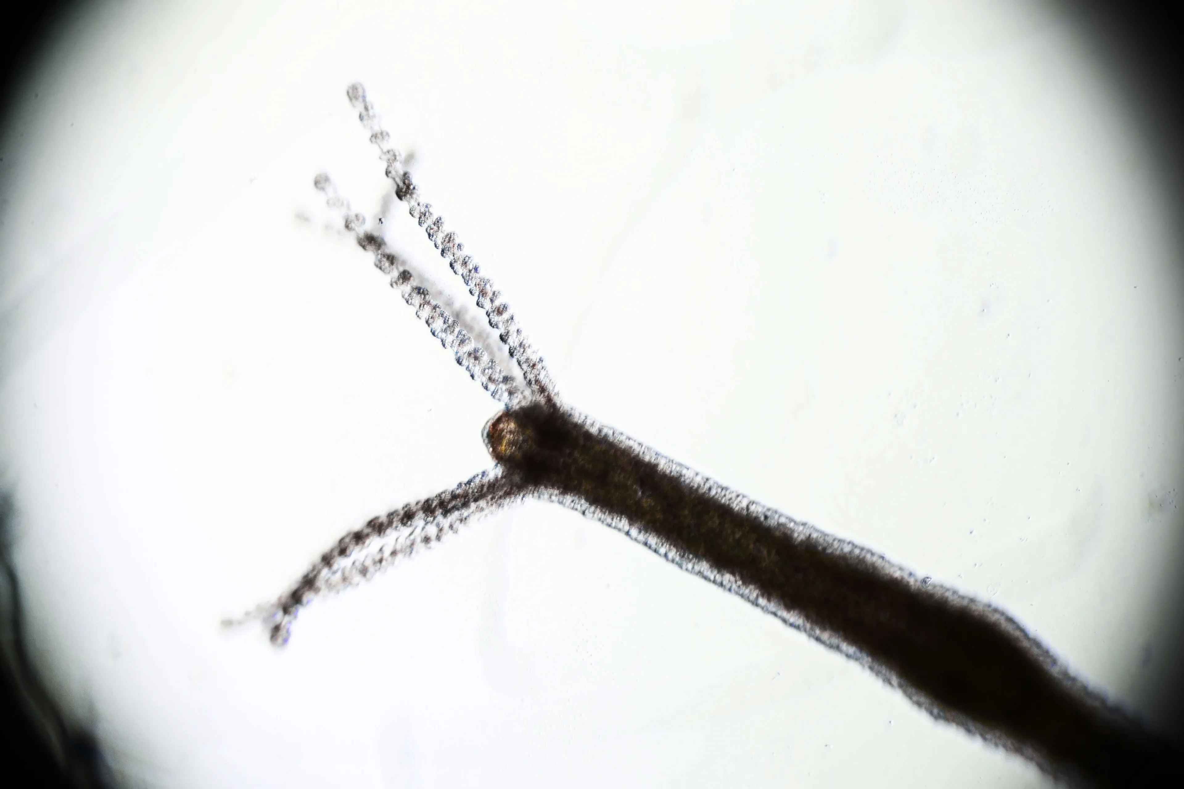 A freshwater hydra stretches its long, tube-like body diagonally across a bright white background. Thin, bumpy tentacles spread from one end like the spindly arms of a tiny star.