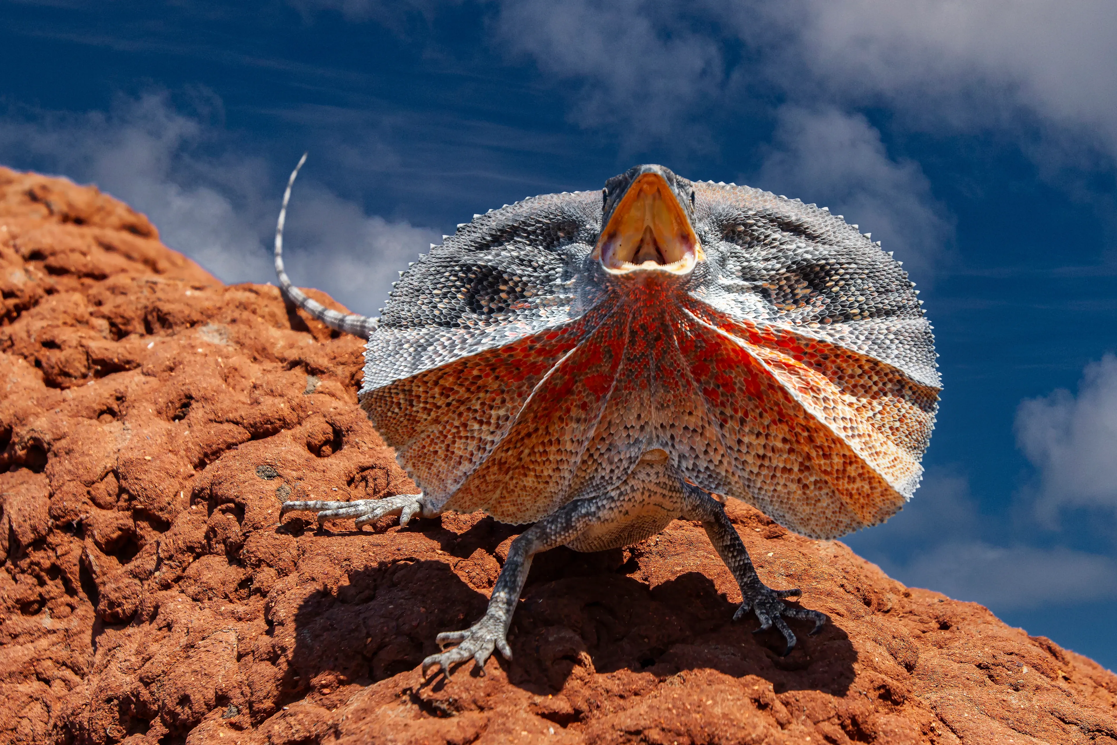 A frilled lizard perches on a bumpy reddish-brown rock with its mouth wide open and its large neck frill fully spread. The circular frill is grey, bright orange, and yellow-tan against a bright blue sky.