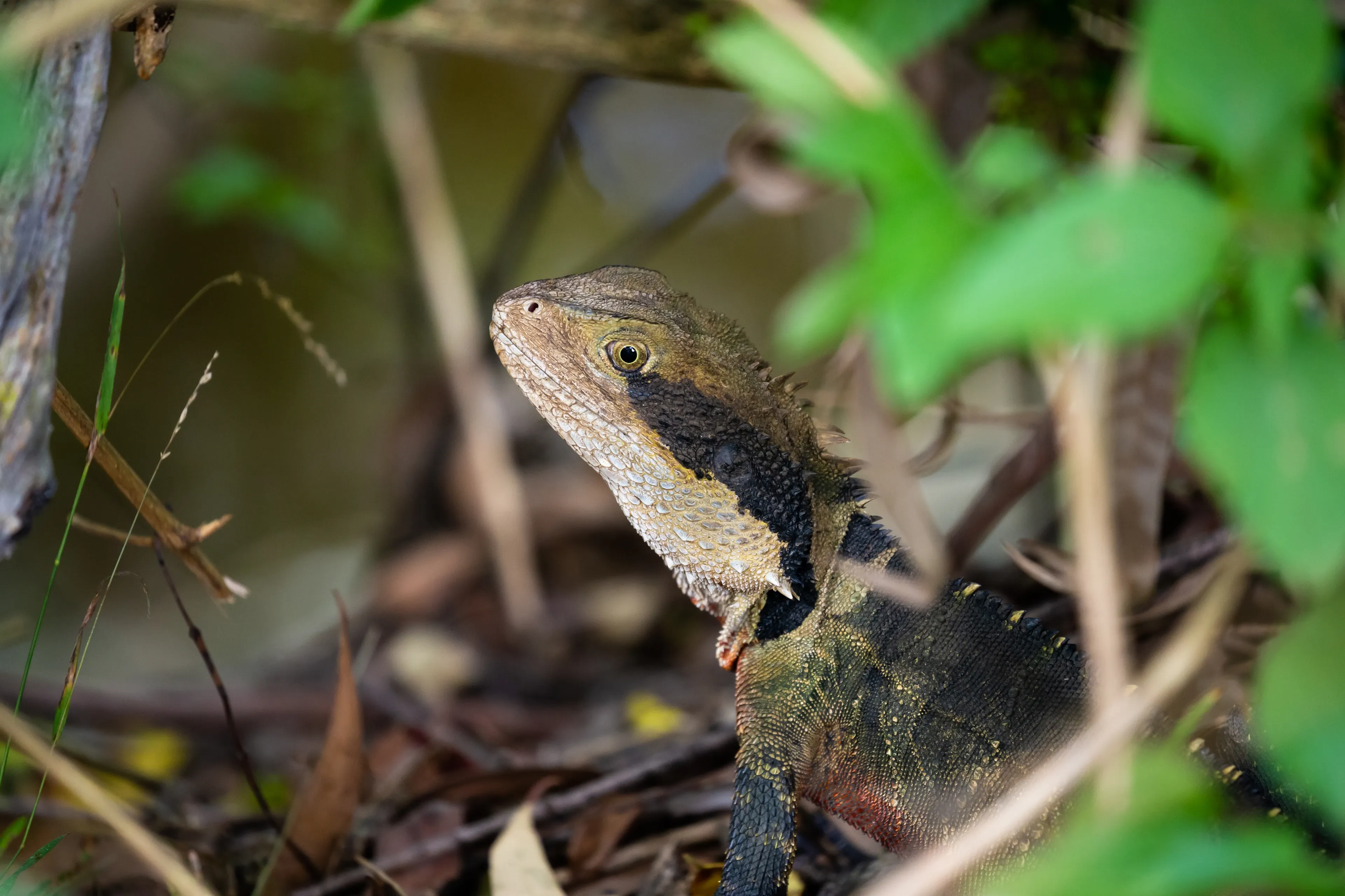 A frilled lizard peeks from among green leaves, showing a tan head with a thick dark stripe from the eye down the neck. A row of small cream-coloured spikes runs along its neck, and dry brown leaves cover the ground.