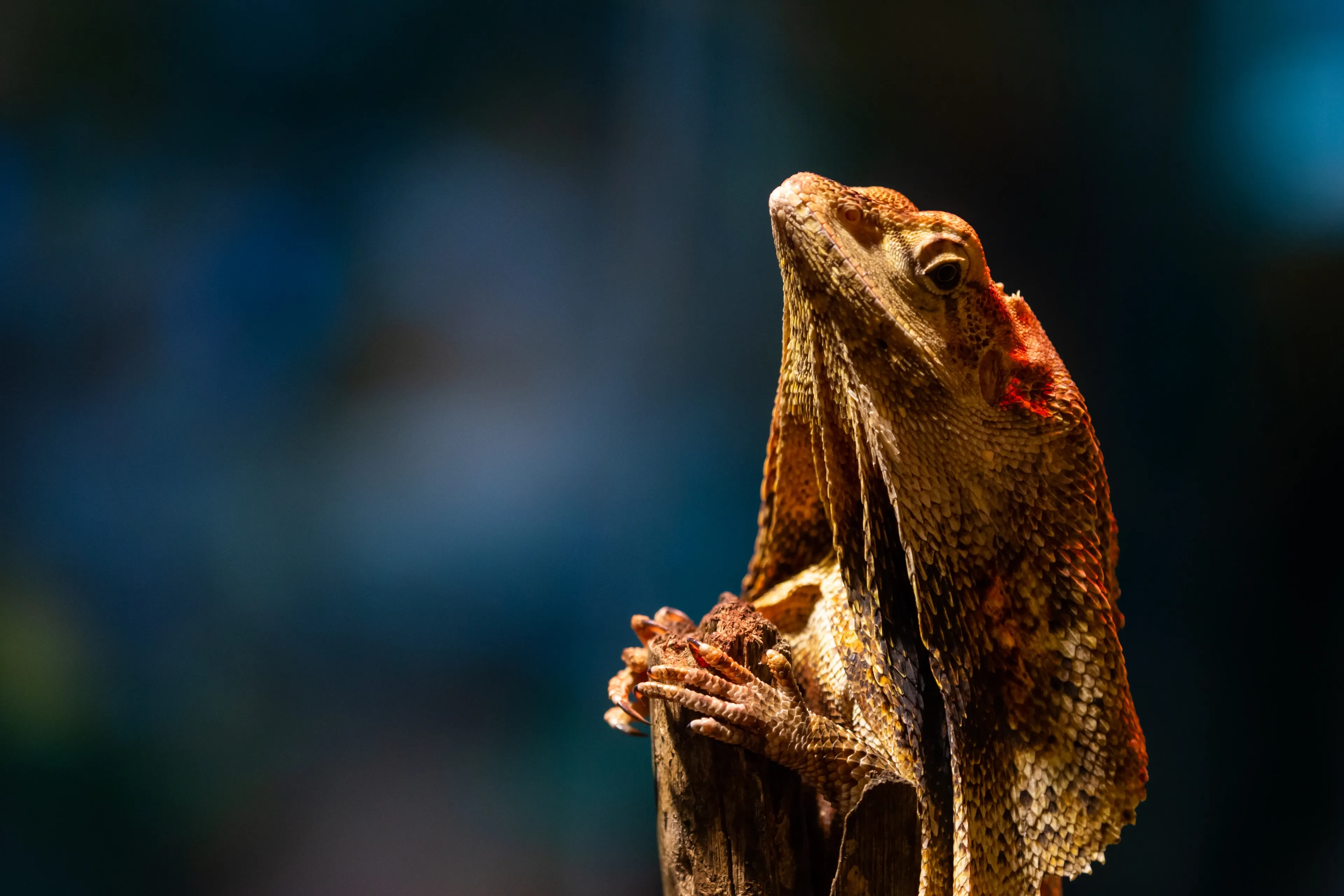 A frilled lizard grips the top of a wooden branch with small claws, looking upward. Its scaly skin is earthy brown and tan, with bright orange spots on its head and folded neck frill.