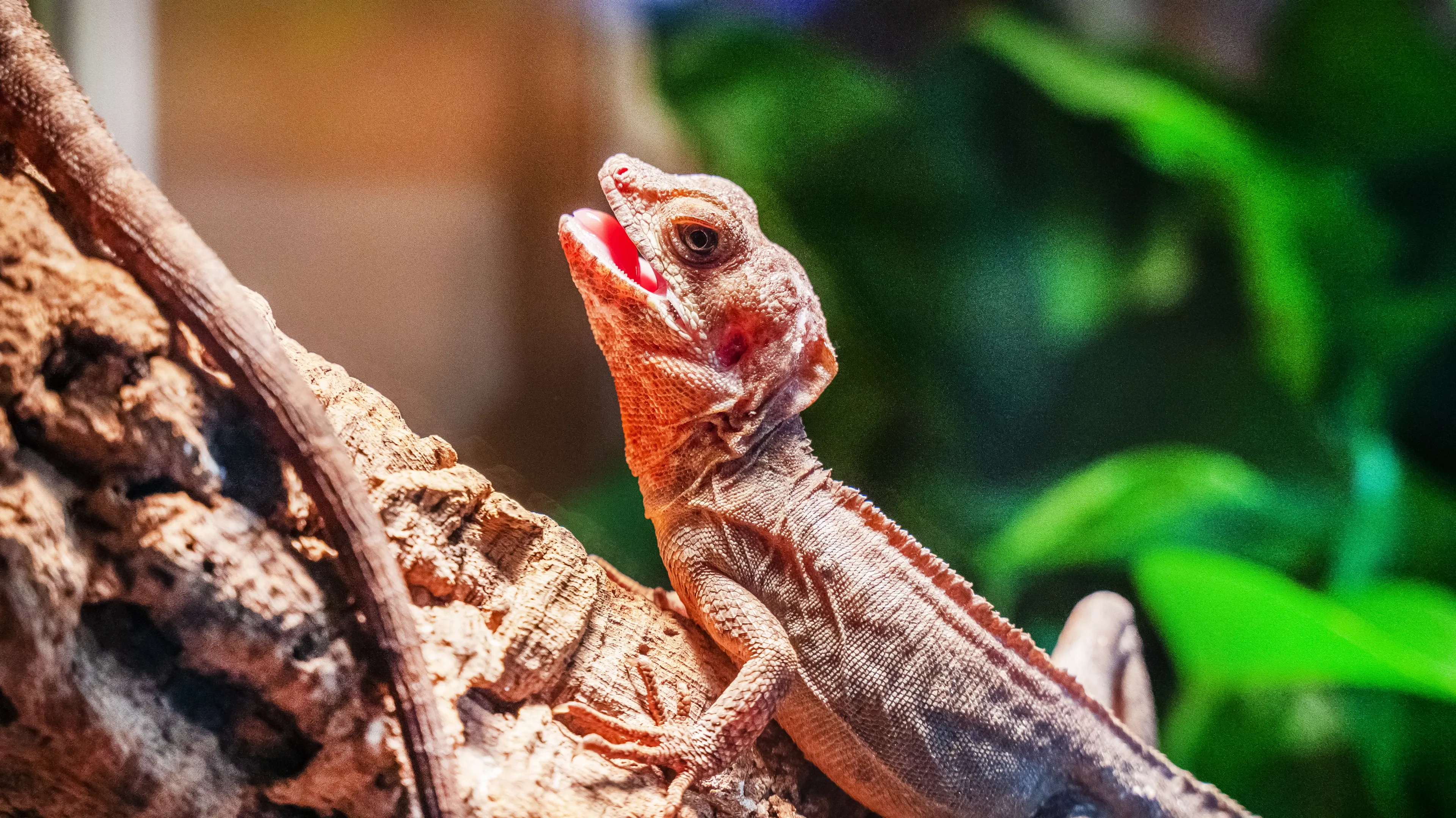 A frilled lizard rests on coarse bark with its head tilted back and mouth open, showing a bright pink interior. Light reddish-brown scales cover its slender body, with a ridge of scales along its back and green leaves behind it.