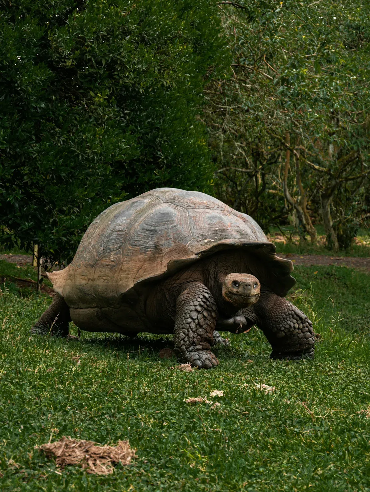 A giant Galapagos tortoise with a large domed shell and thick scaly legs walking across green highland grass.