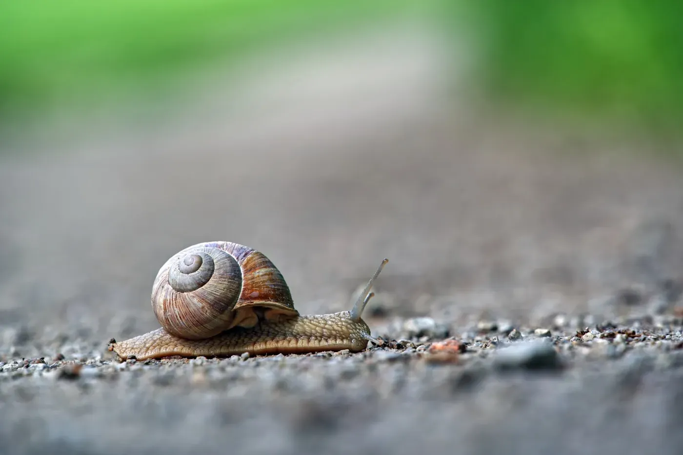 A land snail with a coiled brown spiral shell gliding across gravelly ground, its eye-stalks raised.