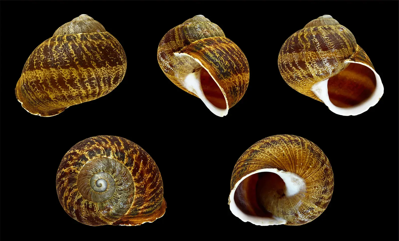 Five views of a brown-and-yellow patterned garden snail shell arranged against a black background.