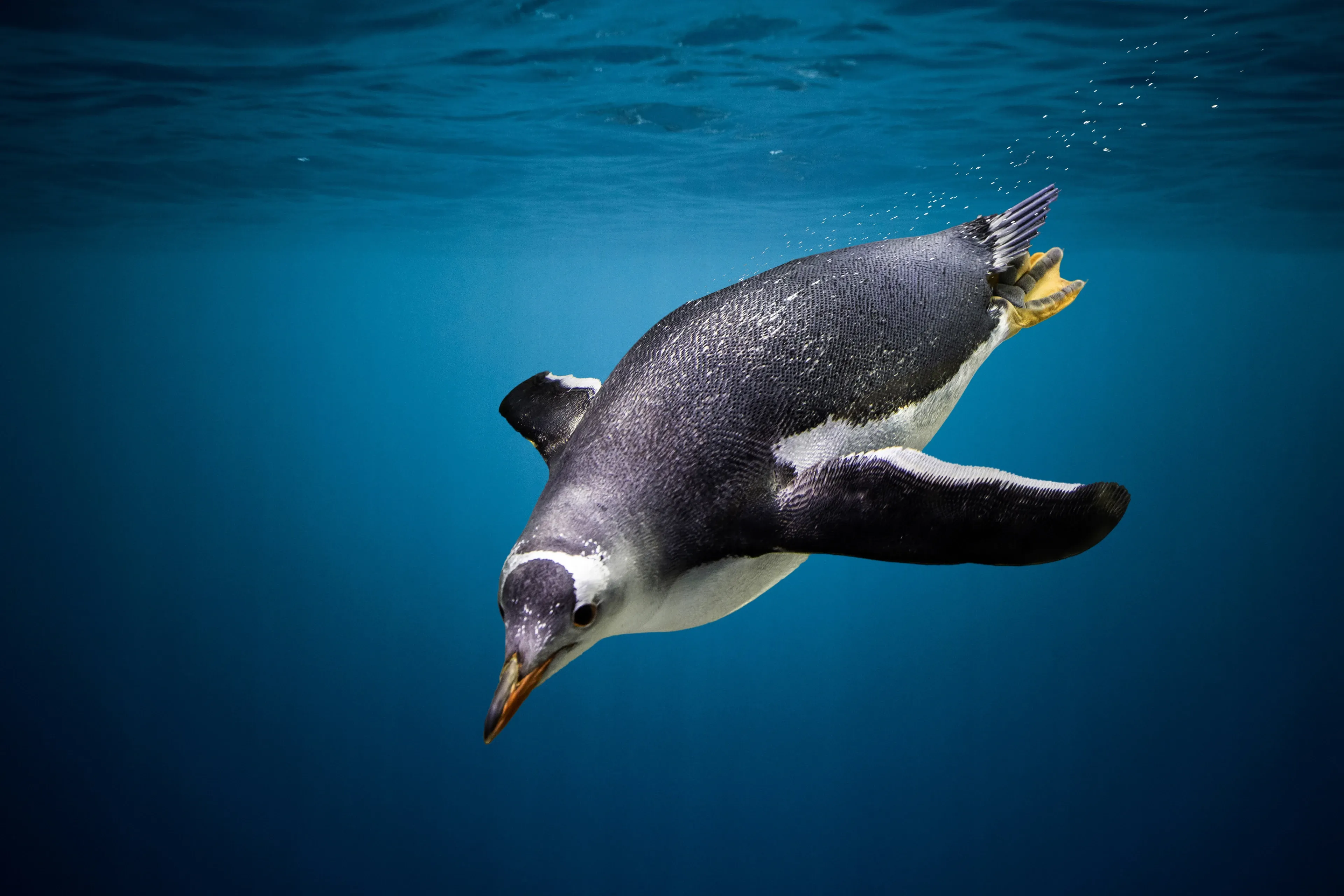 A gentoo penguin swimming underwater through deep blue water, angled downward with orange-red bill and orange feet visible, trailing a stream of air bubbles.