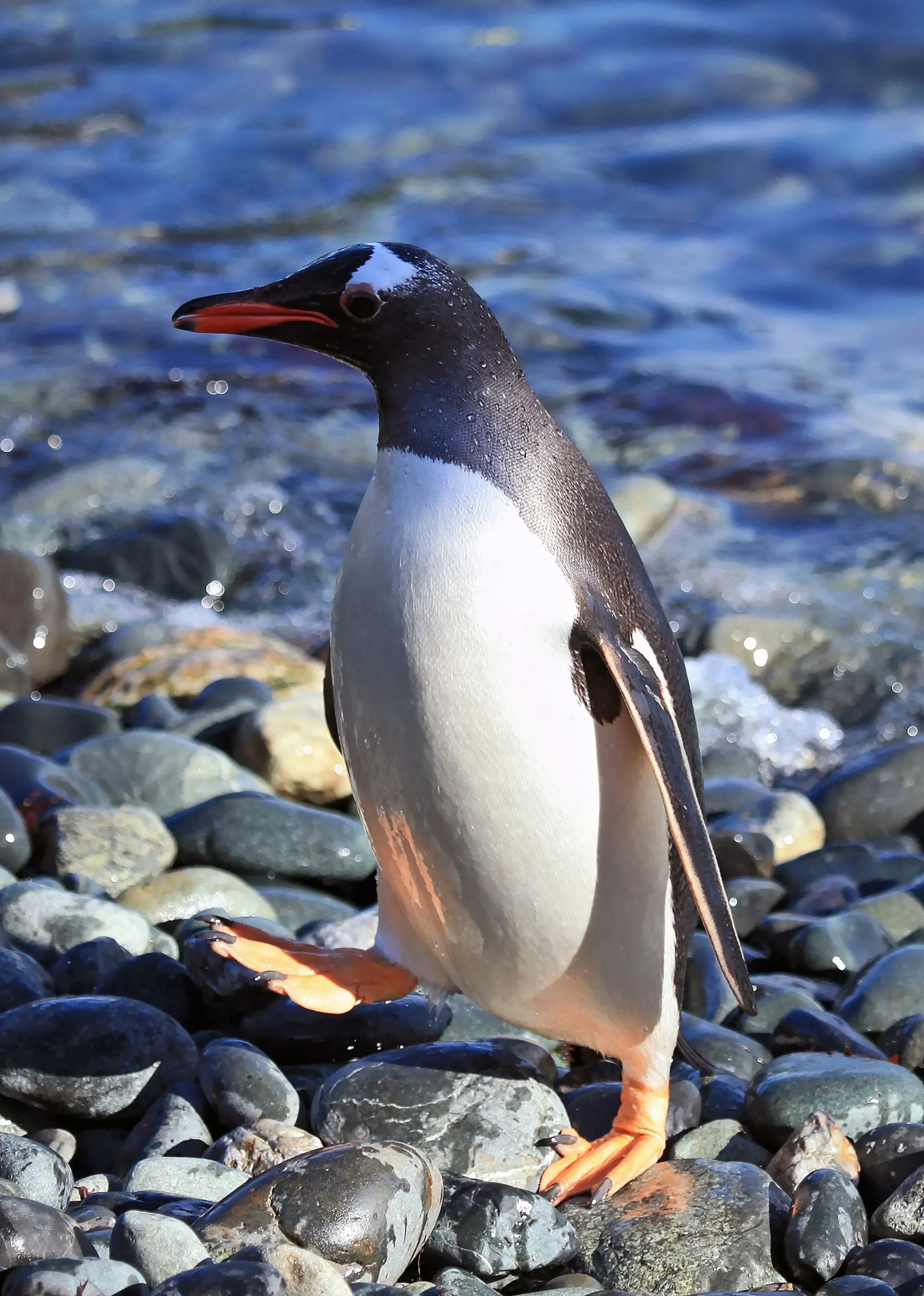 A gentoo penguin with a bright orange-red bill and white crown patches standing among tussock grass at Cooper Bay, South Georgia.