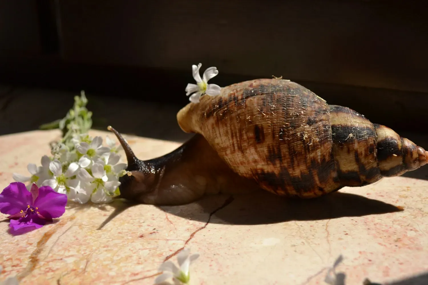 A large giant African land snail with a tall banded brown-and-cream conical shell gliding beside small white flowers.
