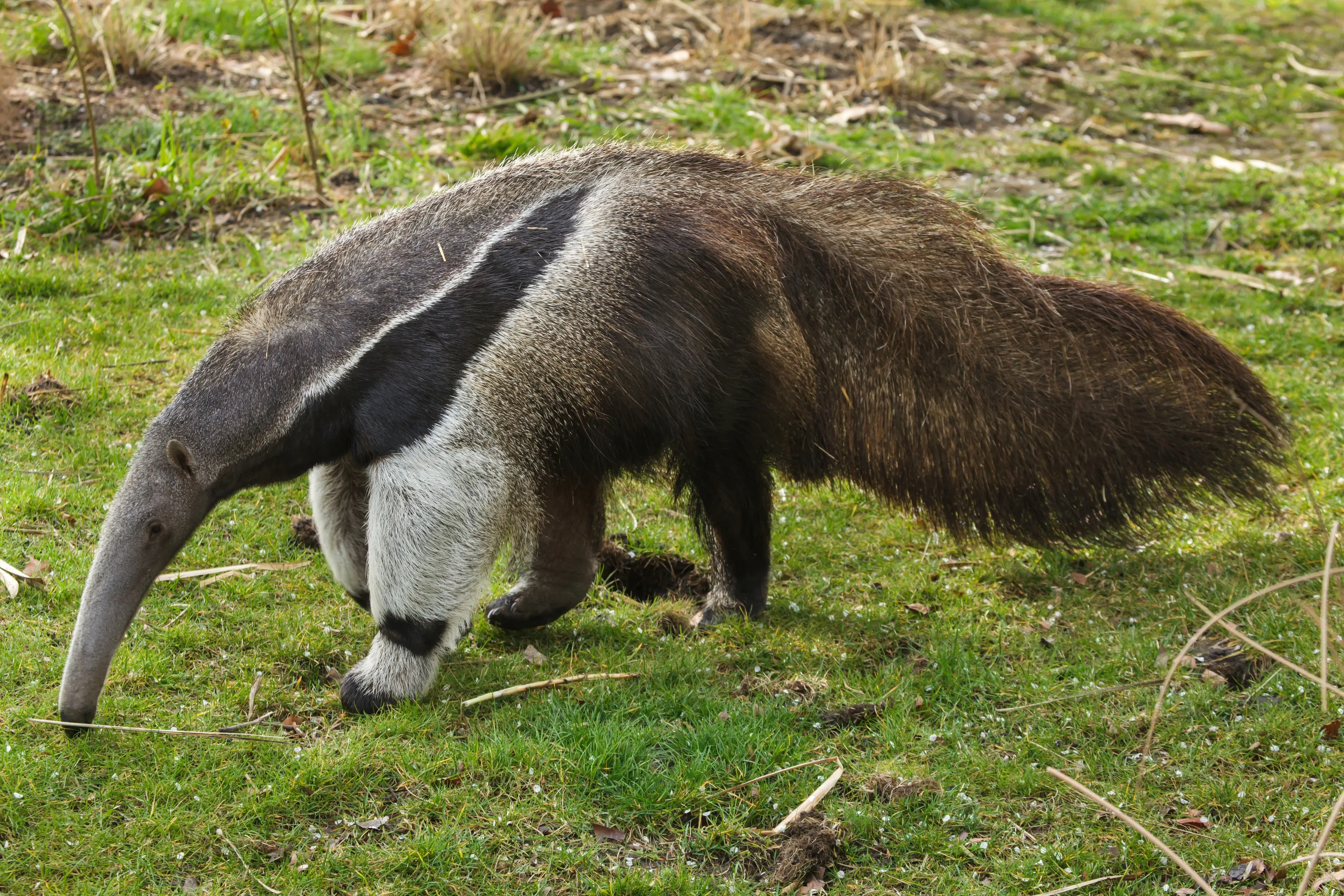 A giant anteater walks across green grass, long snout pointed down, with a black-and-white stripe across its shoulder and a huge bushy tail.
