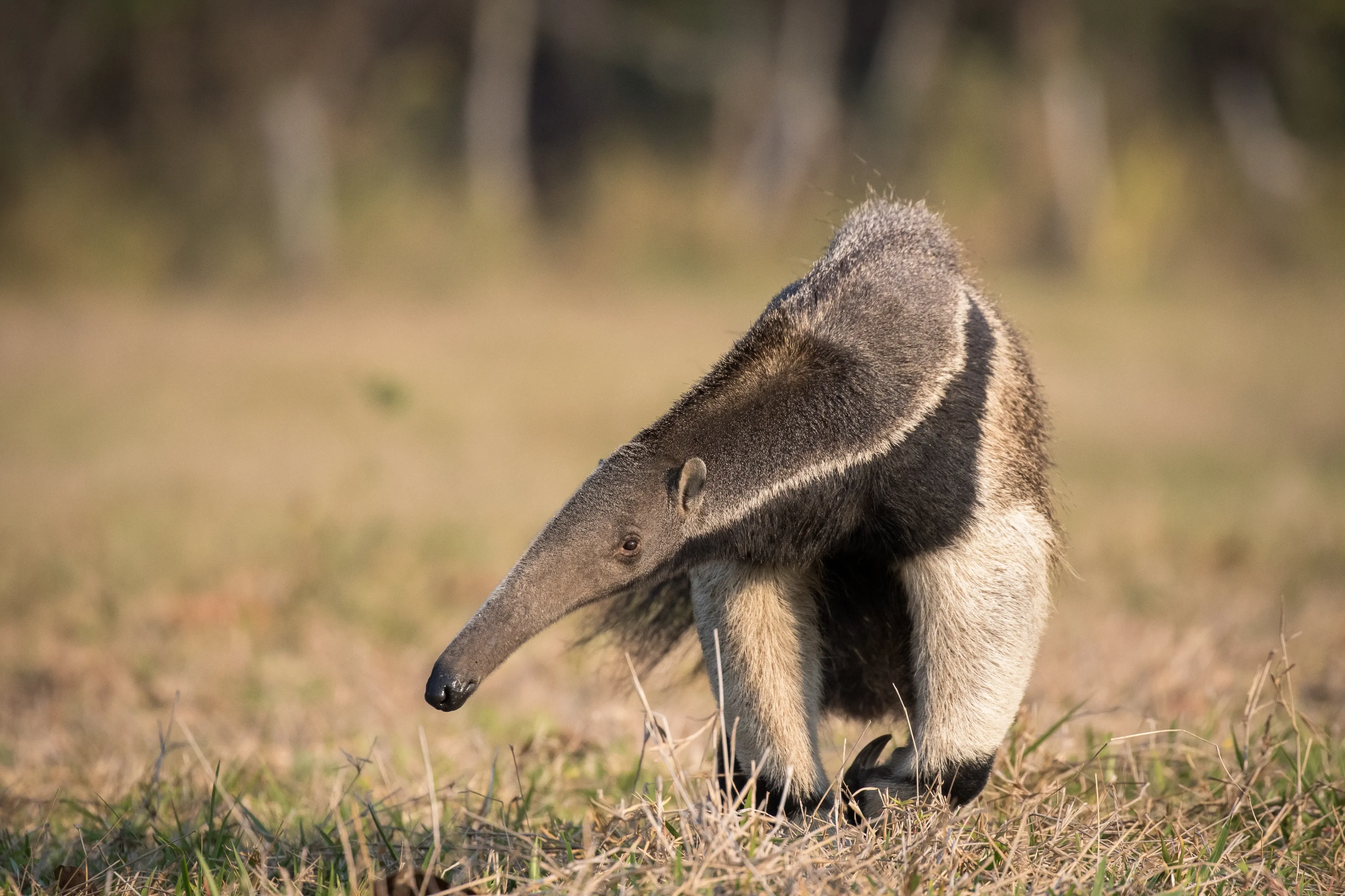 A giant anteater strides through dry golden grass, snout lowered as if searching for ants, showing a diagonal black stripe and a large curved front claw.
