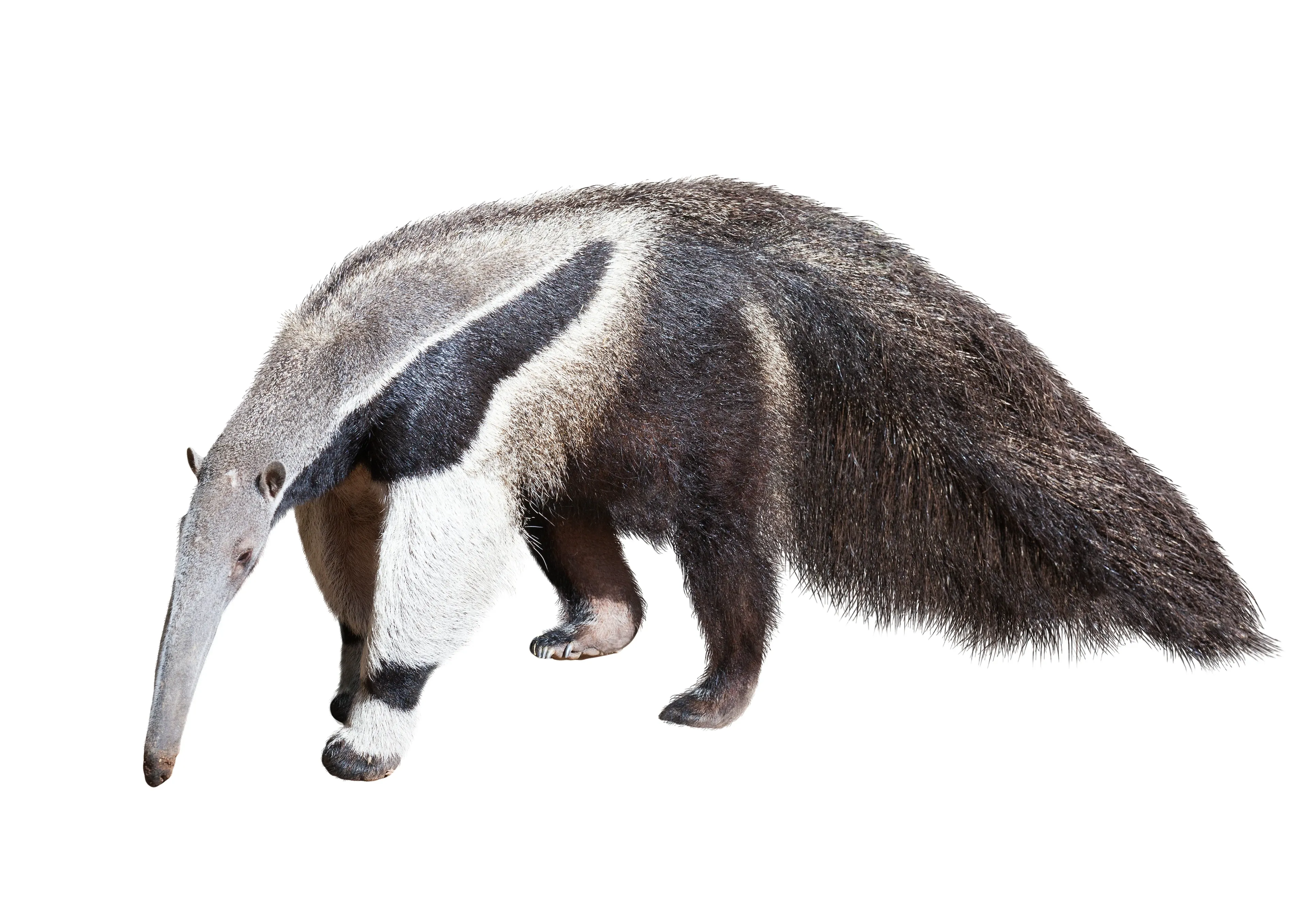 A giant anteater walks left against a plain white background, long tubular snout down, white front legs with dark bands, and a big fan-like tail.