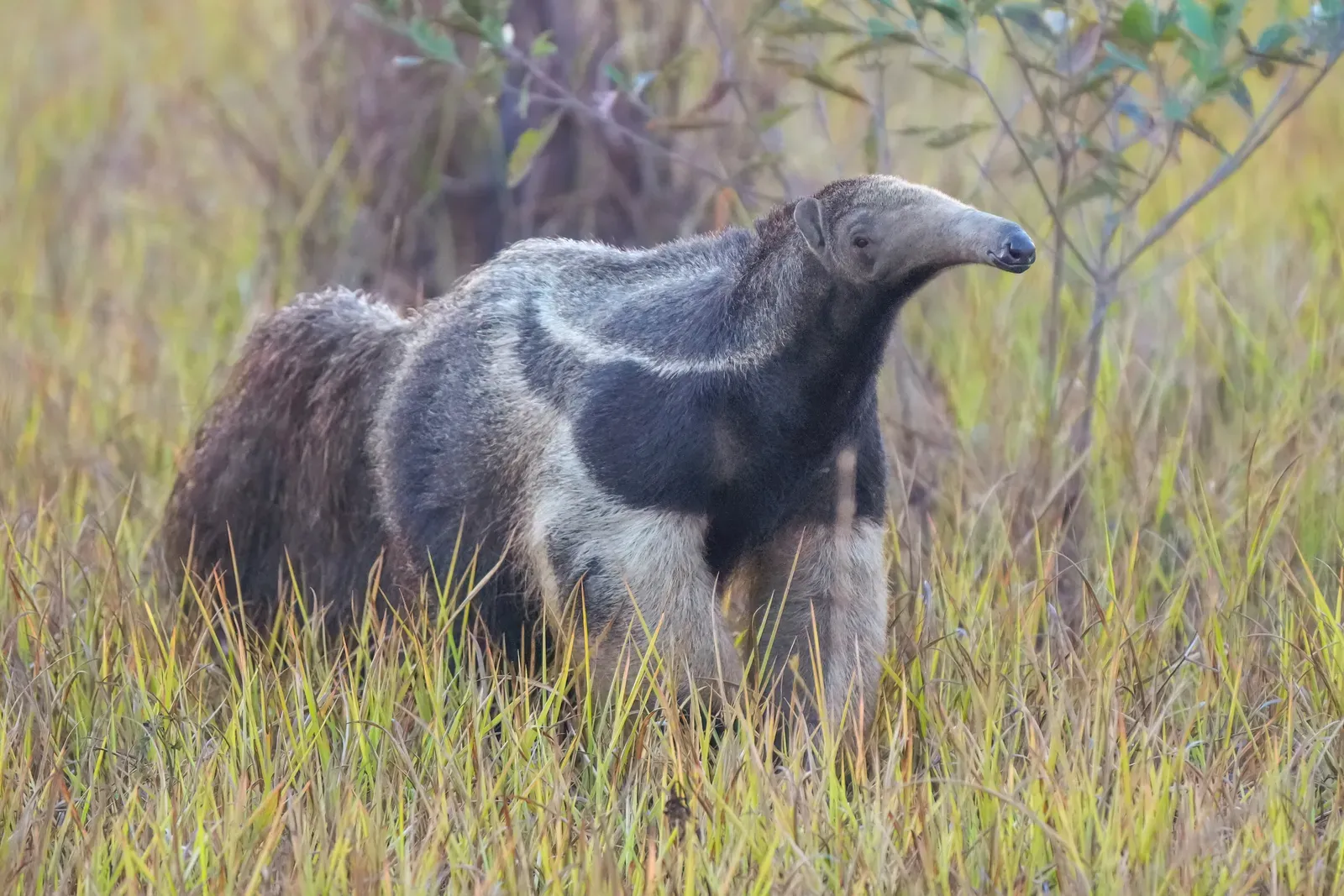 A giant anteater walking through tall grass, showing its long tubular snout, bushy tail and diagonal shoulder stripe.