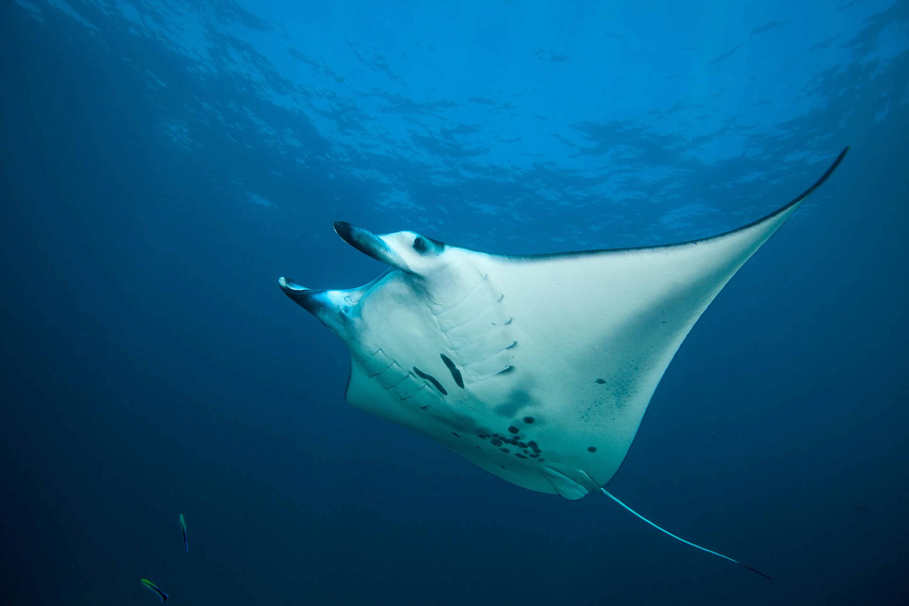 A giant manta ray glides through deep blue water, seen from below with its white underside marked by dark grey blotches. Wide wing-like fins stretch out, and a thin tail trails behind as light filters down from the surface.