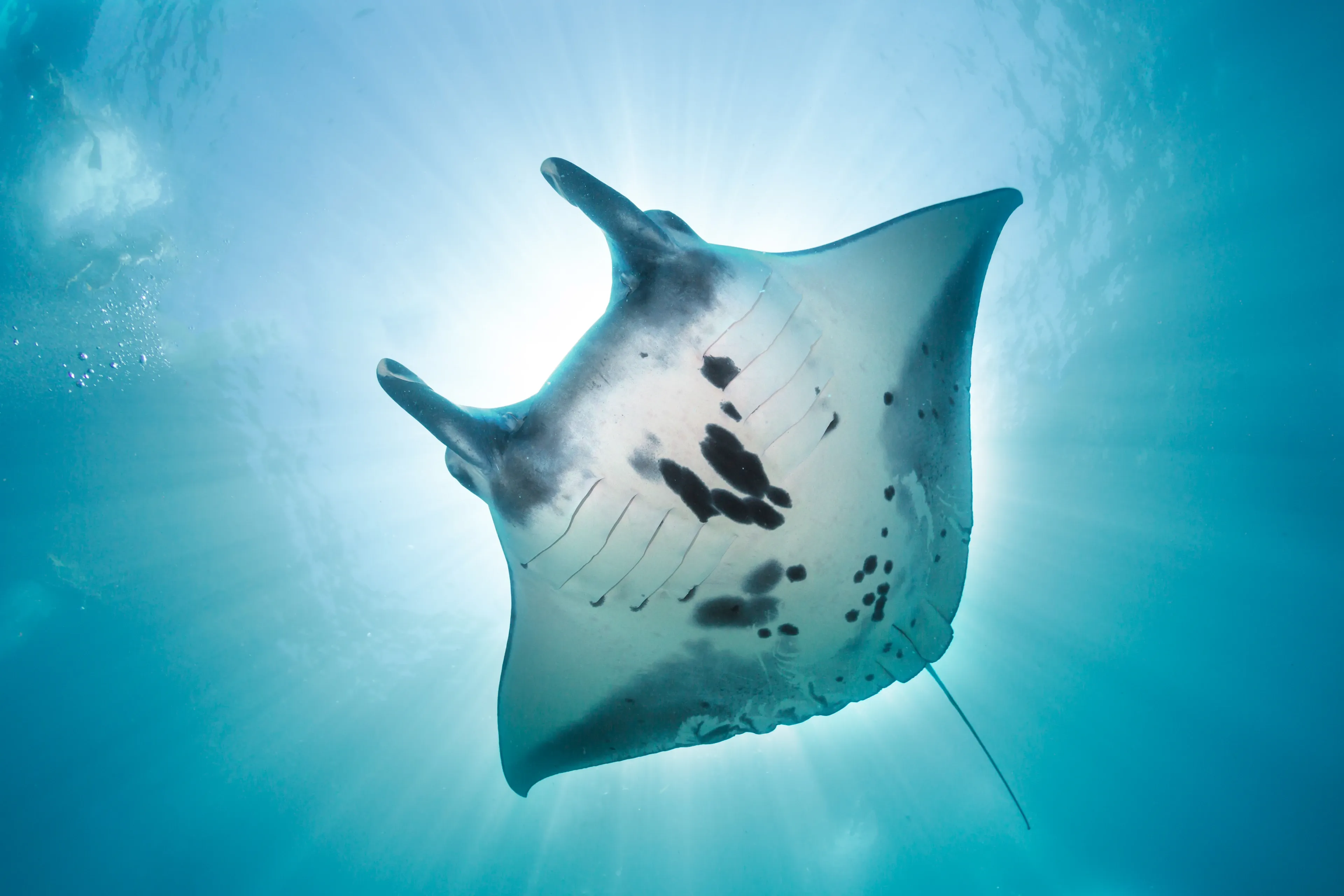 A giant manta ray glides through bright blue ocean, seen from below against the glowing sun. Its wide white belly is spotted with dark grey, and its large fins spread like wings in the clear water.