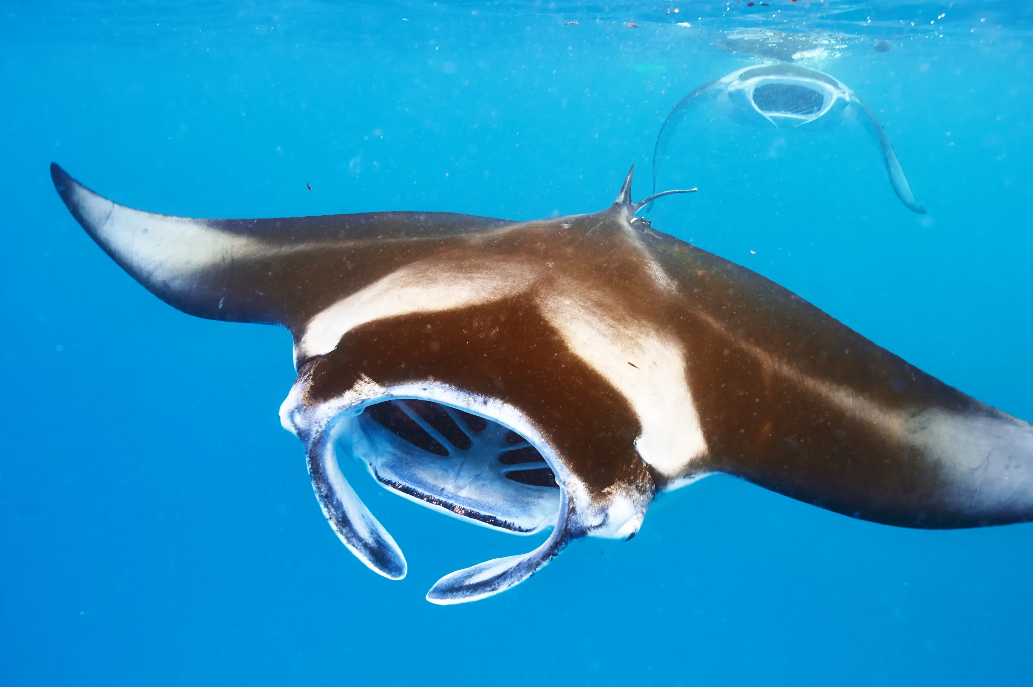 A giant manta ray swims toward the viewer through clear blue water with its huge mouth wide open. Its dark back has a white collar-like pattern behind the head, and a second manta ray glides farther off near the sunlit surface.