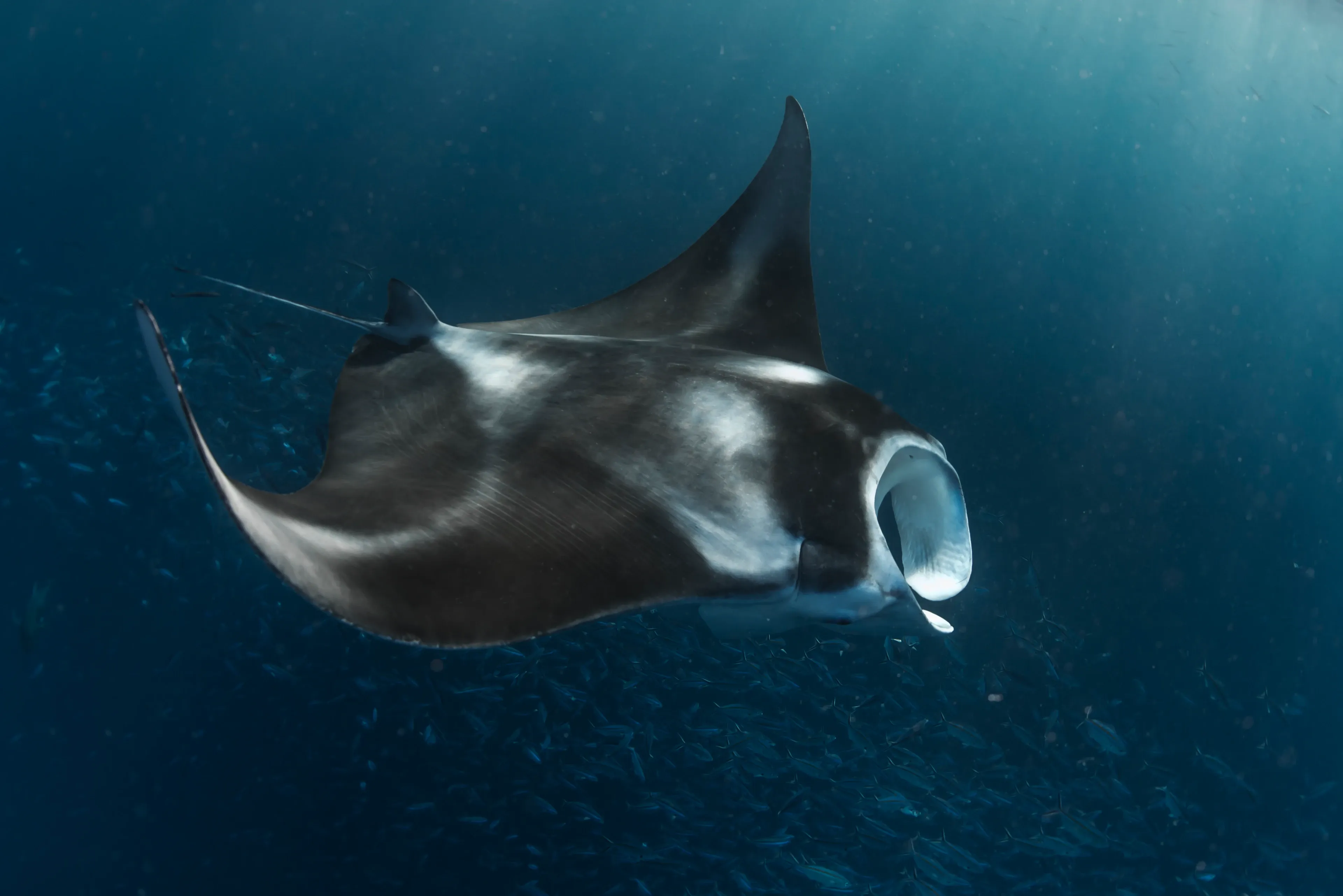 A giant manta ray glides through deep blue ocean with its hoop-like mouth wide open and dark fins curved like wings. Two bright white patches sit on its black shoulders, with shafts of sunlight and a faint school of silvery fish nearby.