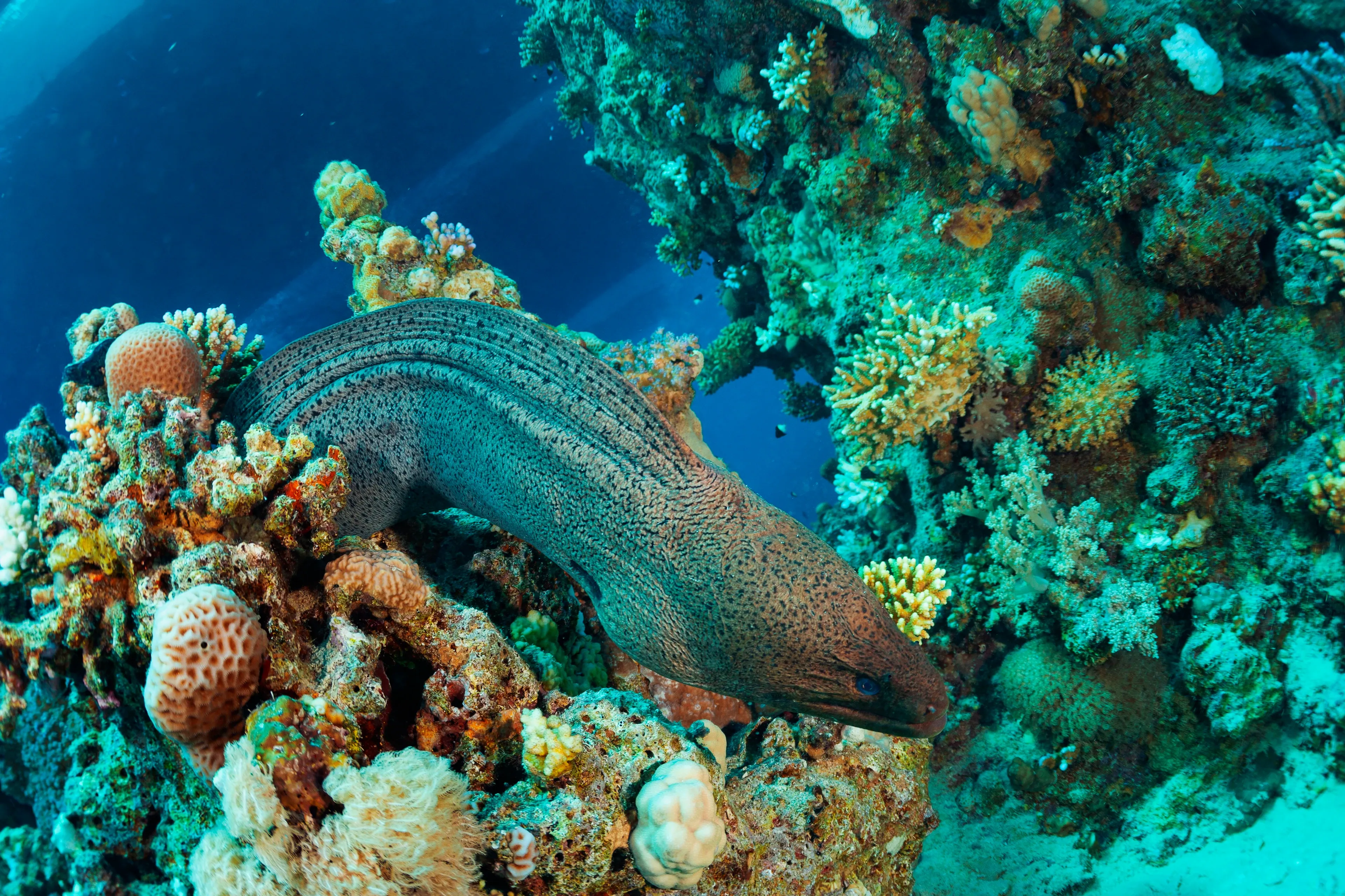 A giant moray weaves its long, speckled grey-brown body through a bright coral reef. Its head tucks near colourful sponges and corals in the clear blue water.
