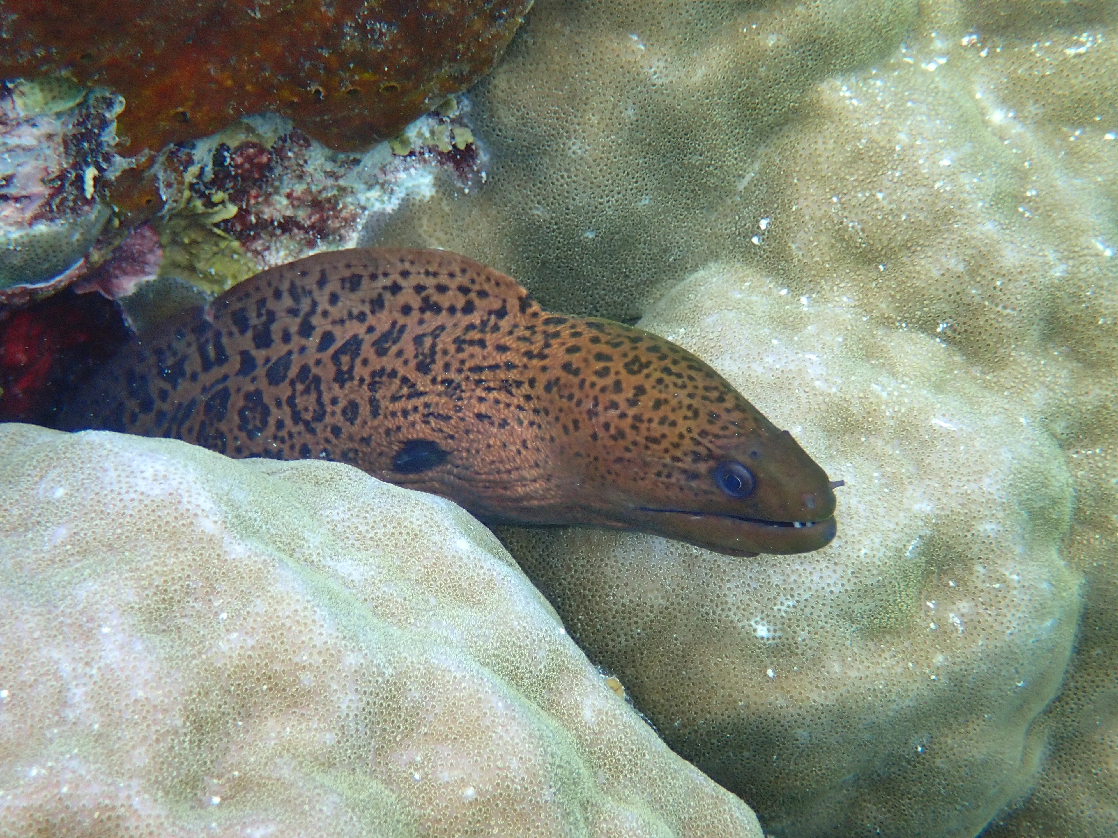 A giant moray rests its head on lumpy light-green coral, peeking from a crevice with its small mouth slightly open. Its brown body is covered in dark, leopard-like spots.