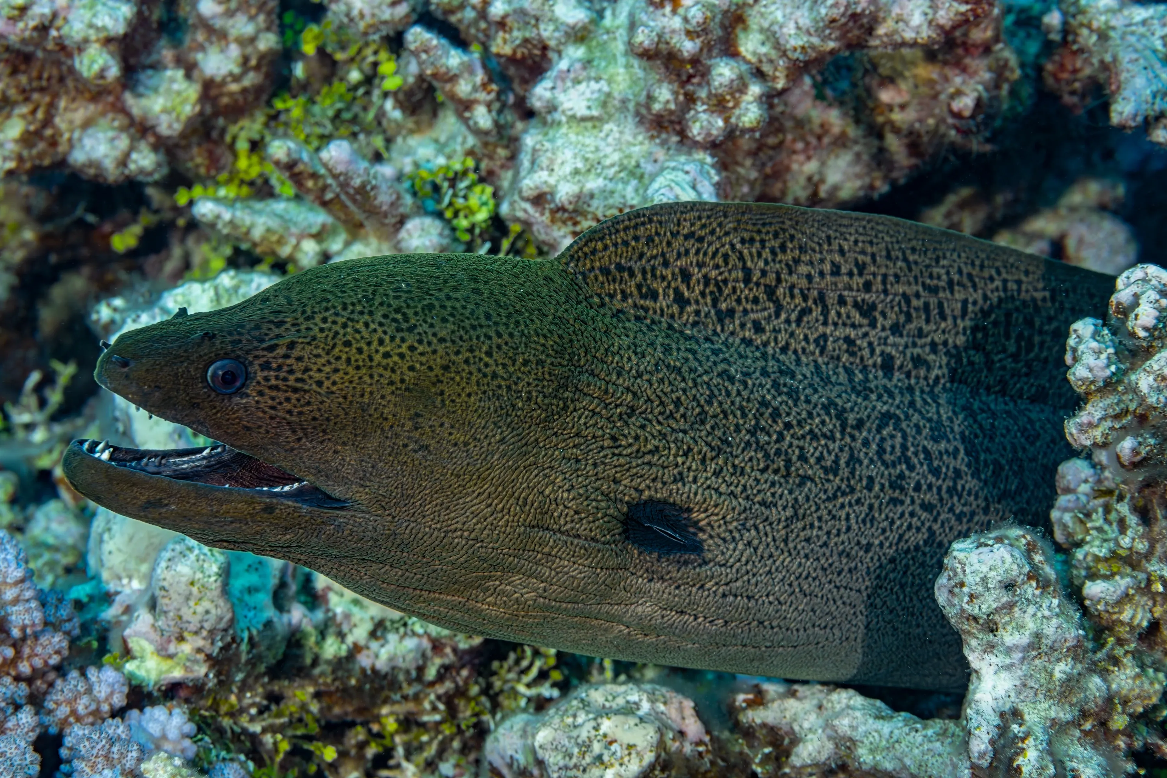 A giant moray rests among bumpy reef corals with its mouth slightly open. Dark brown speckles cover a greenish-tan body, and a large dark spot sits behind its head.
