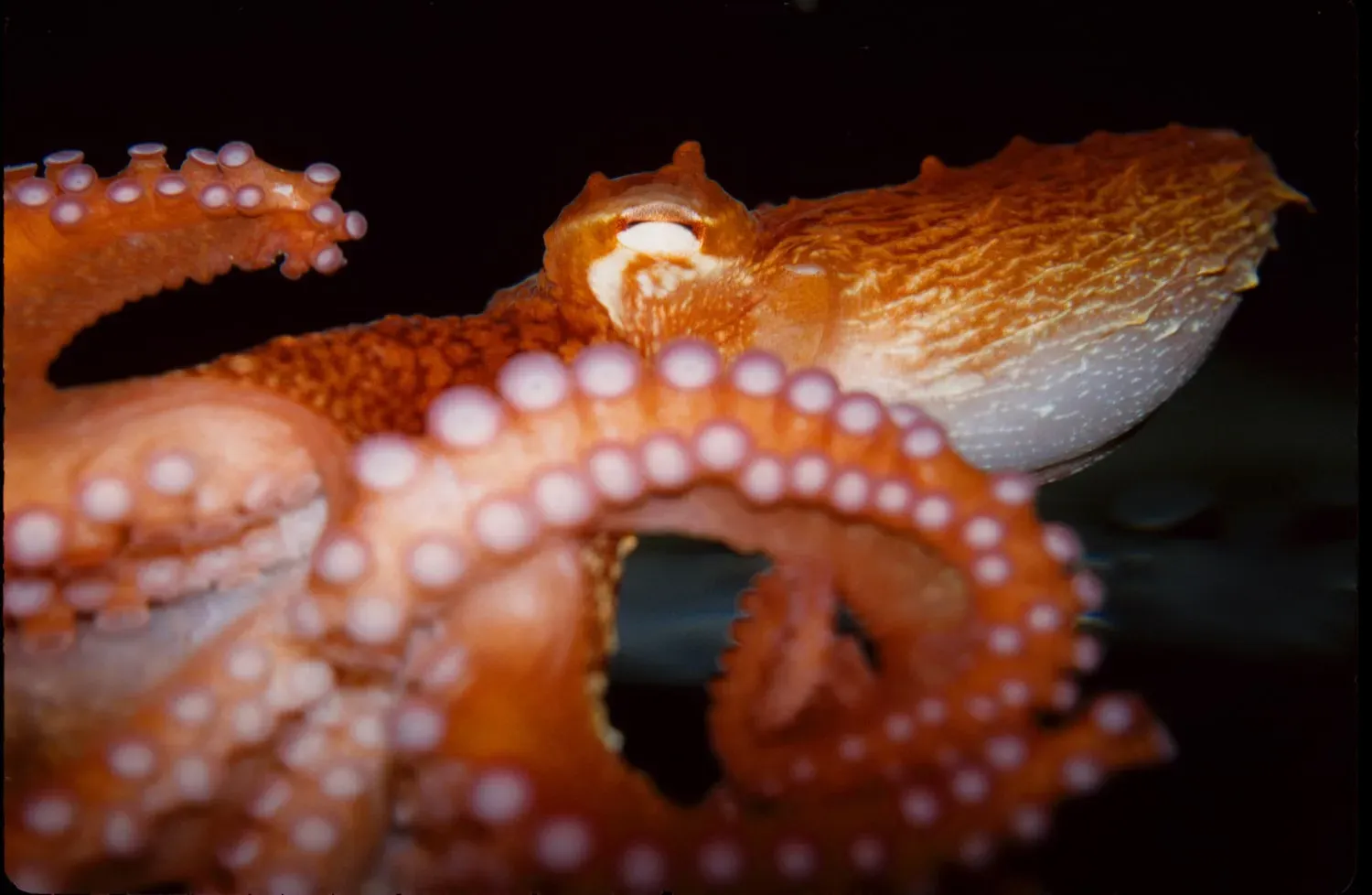 A reddish-orange giant Pacific octopus against dark water, its arms curling to show rows of pale suckers.