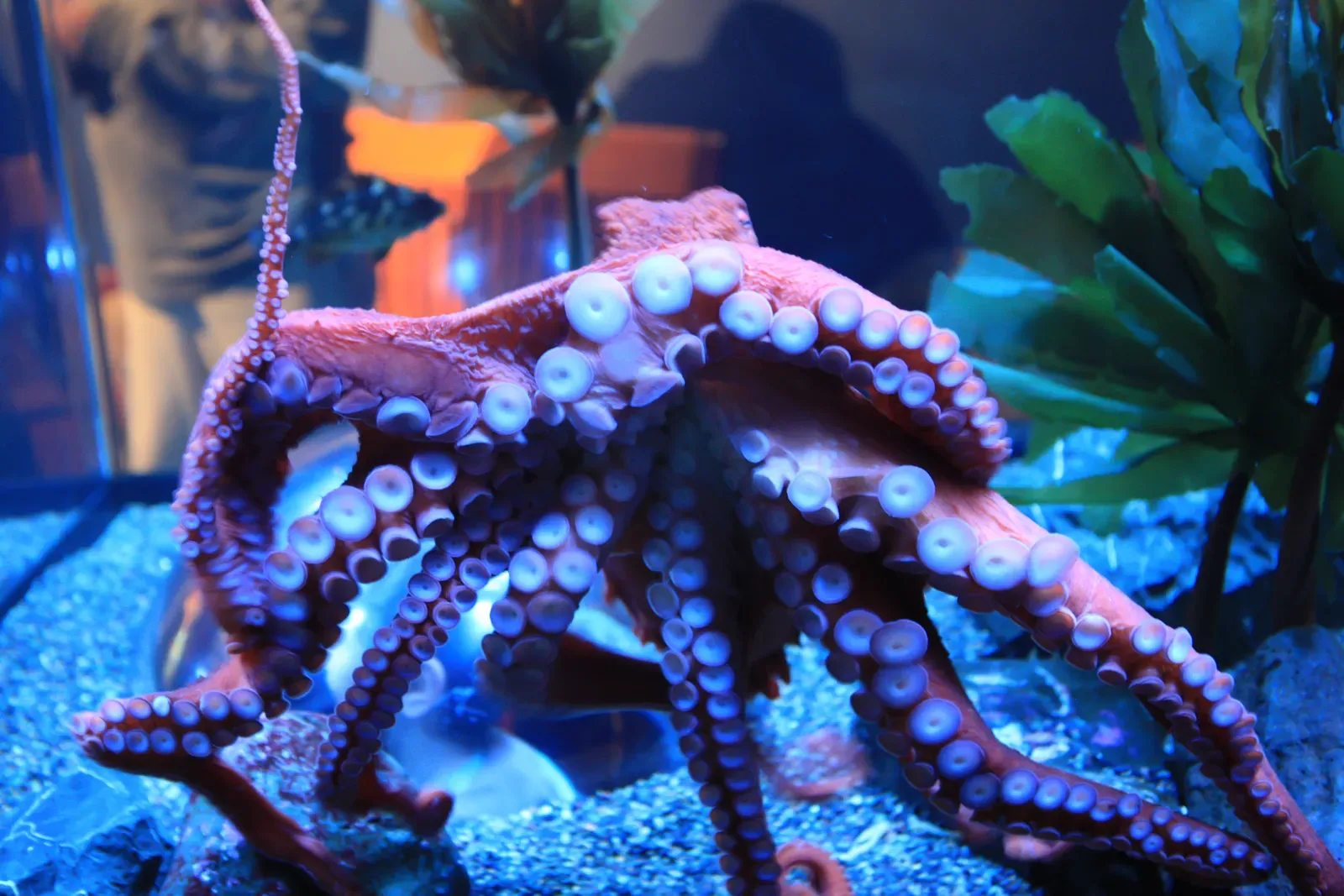 A giant Pacific octopus with reddish-brown arms and pale suckers against a rocky aquarium backdrop.