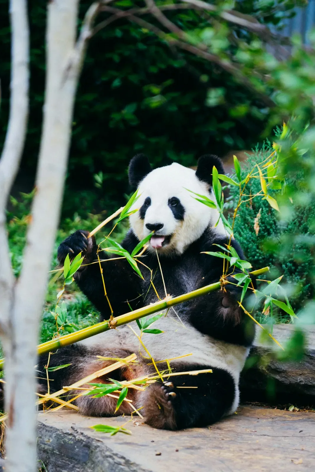 A giant panda sitting back and chewing a bamboo stalk it holds in both paws, surrounded by green leaves.