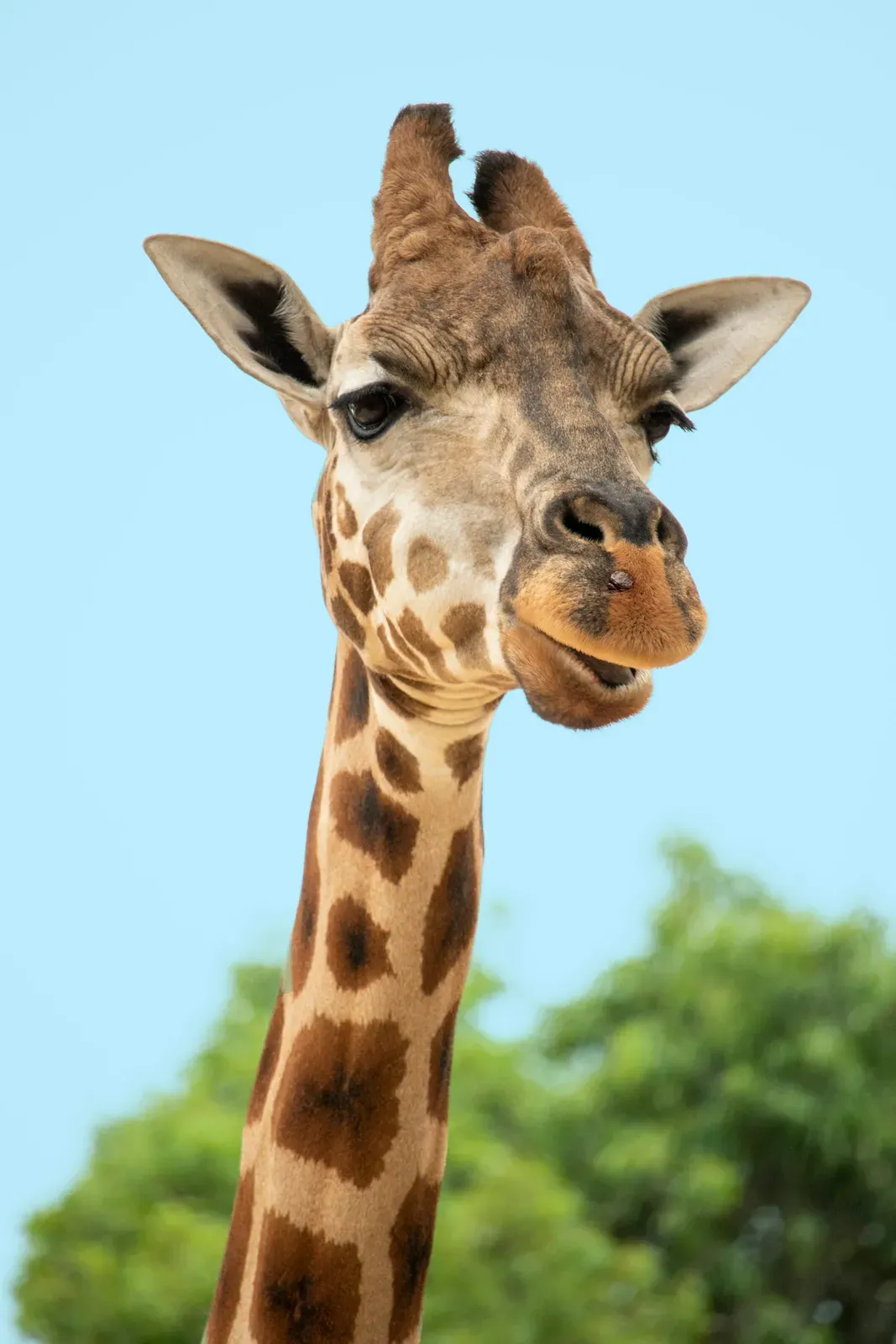 A giraffe's head and long patterned neck against a blue sky, its two ossicones and large ears clearly visible.