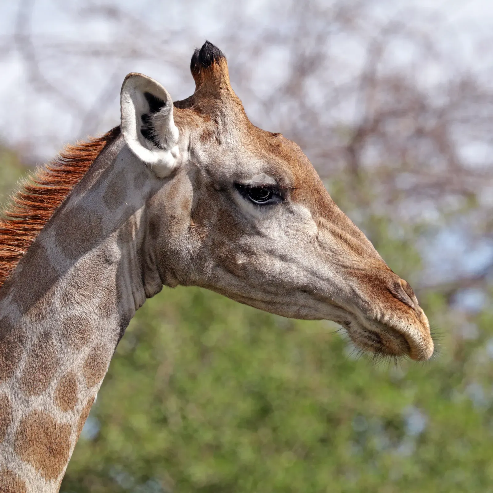 Close-up of an Angolan giraffe's head and patterned neck against a clear blue sky.